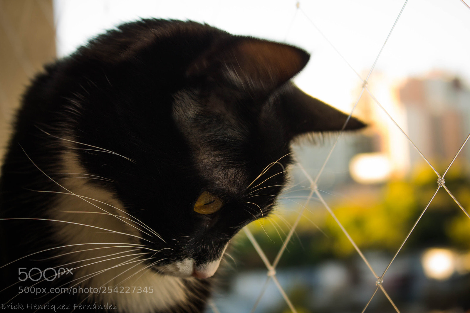 Canon EOS 1100D (EOS Rebel T3 / EOS Kiss X50) sample photo. Pancha photography
