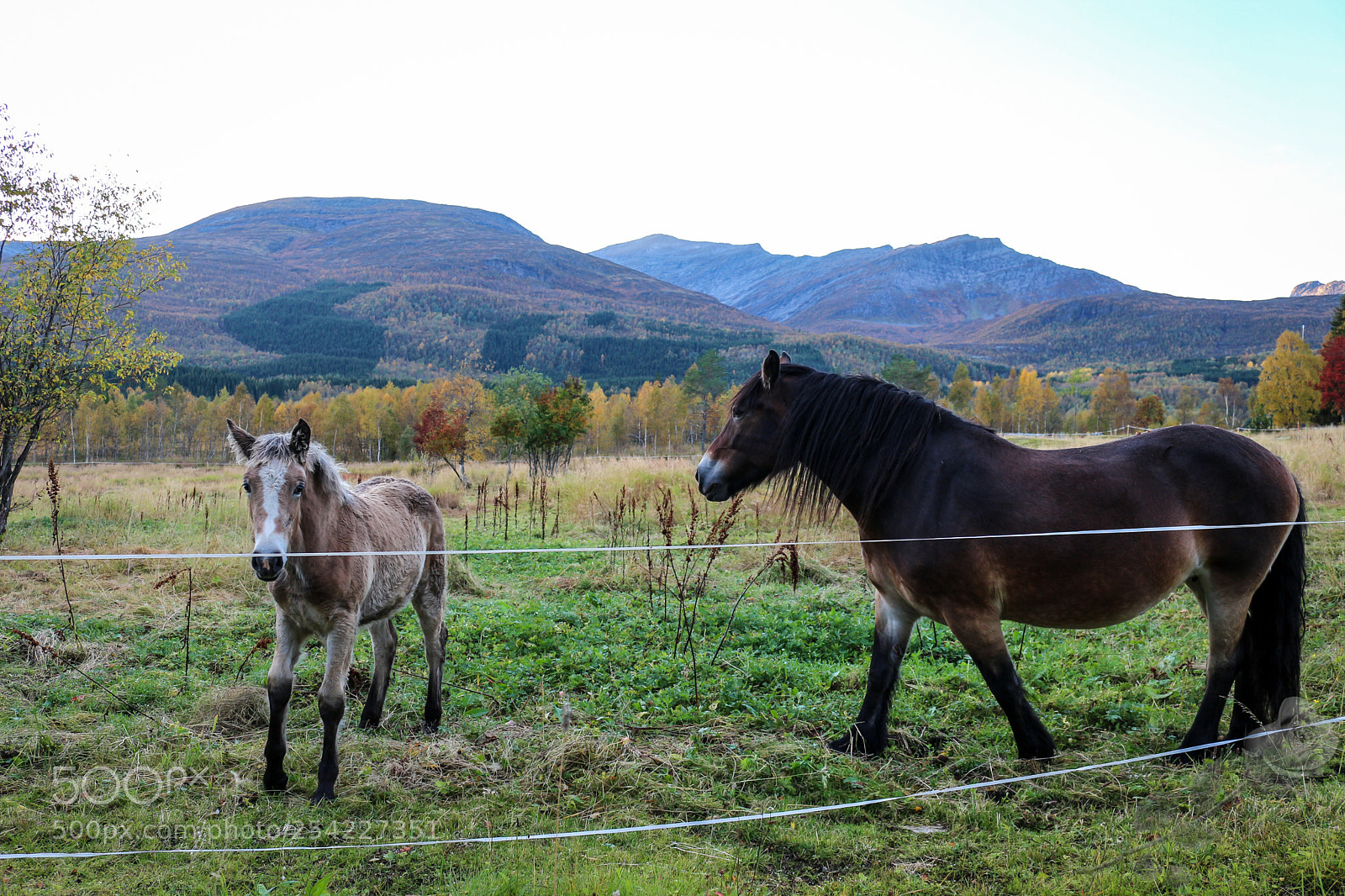 Canon EOS 700D (EOS Rebel T5i / EOS Kiss X7i) sample photo. Finalcutwatermark photography