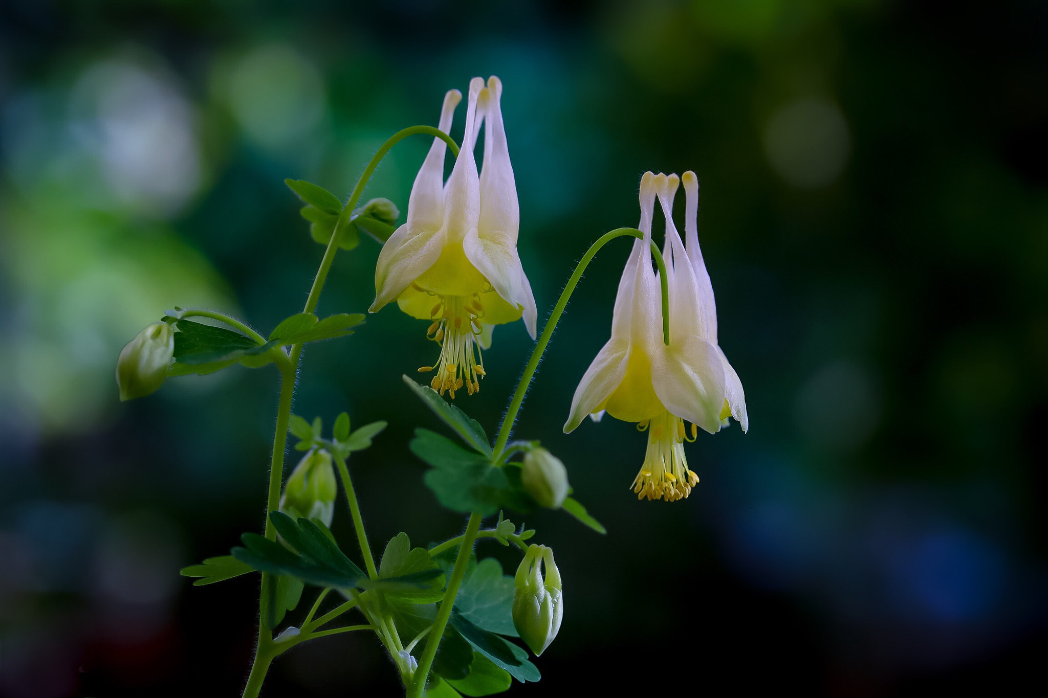 Canon EOS 760D (EOS Rebel T6s / EOS 8000D) sample photo. Two wind bells ting-a-ling photography