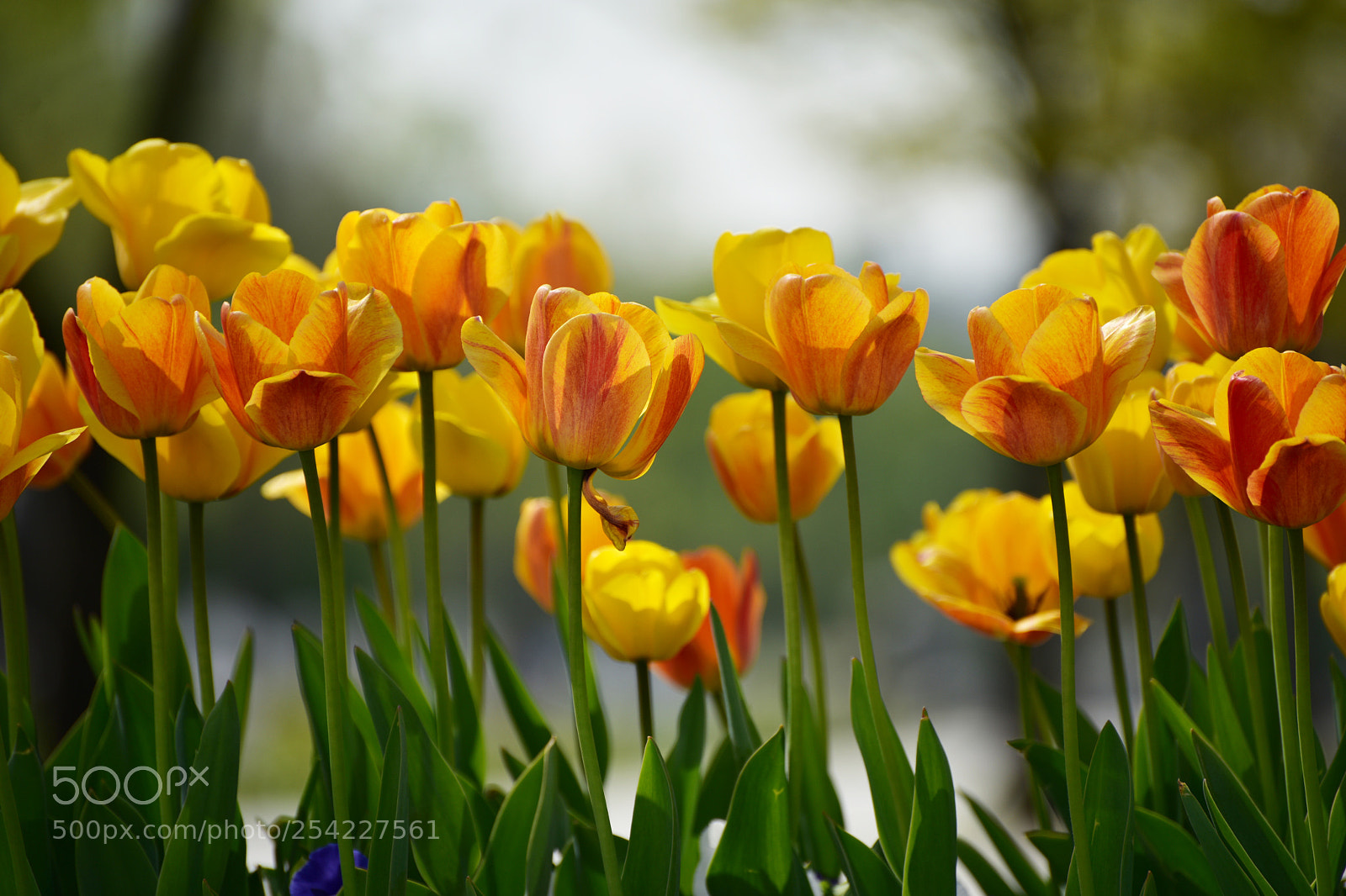 Nikon D810 sample photo. Untitled photography