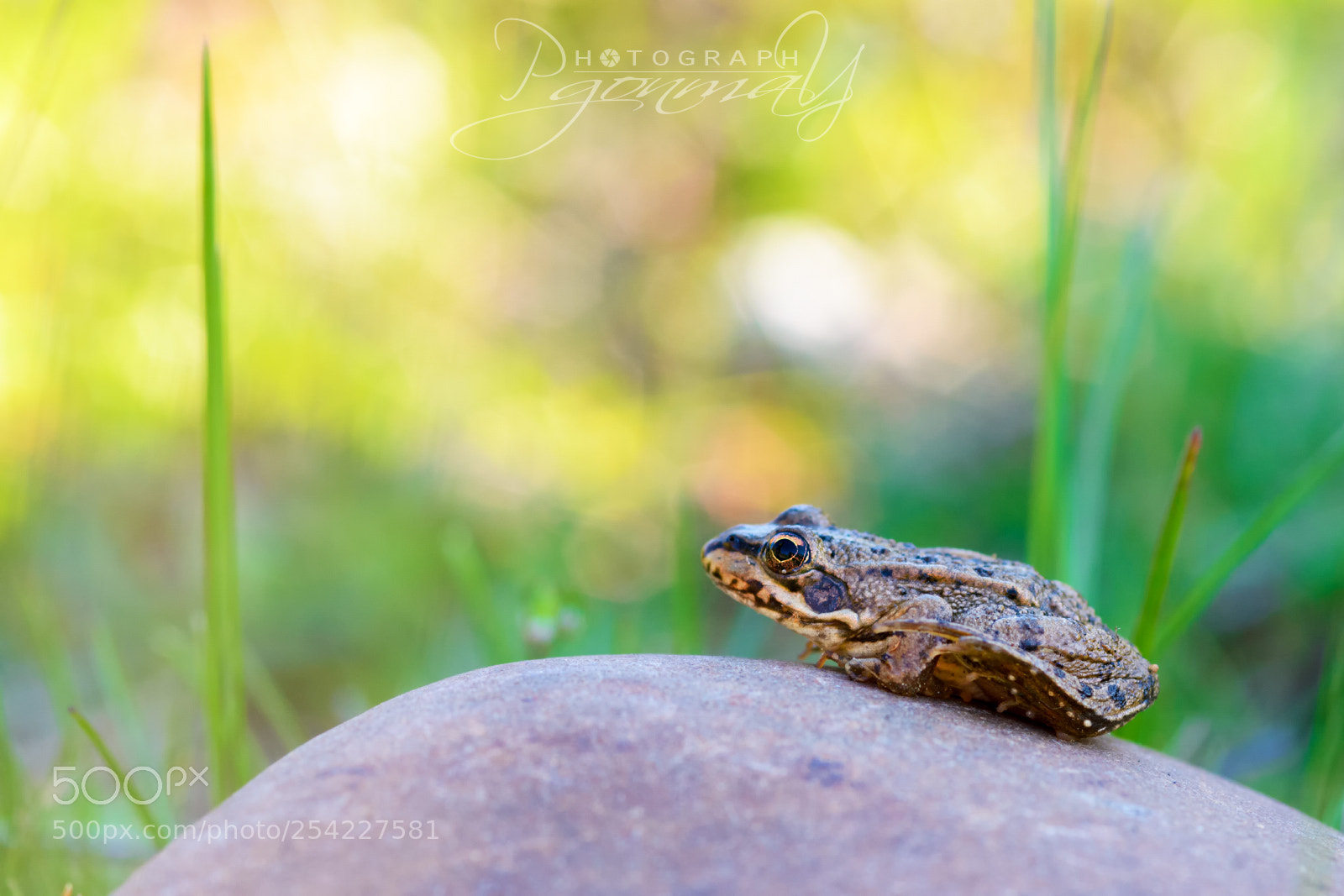 Nikon D7000 sample photo. Pelophylax perezi photography