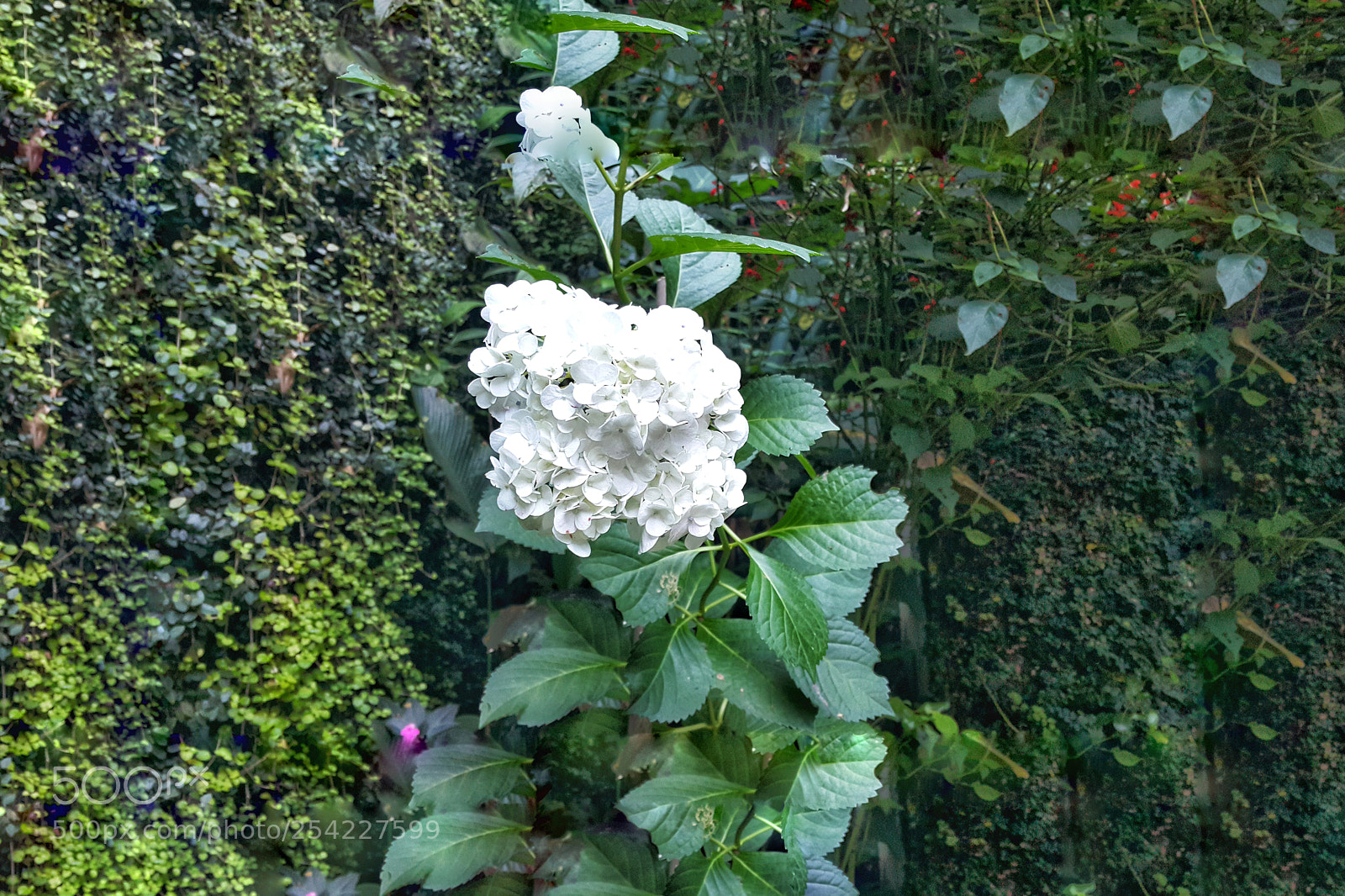 Samsung Galaxy Note4 sample photo. Hortência photography