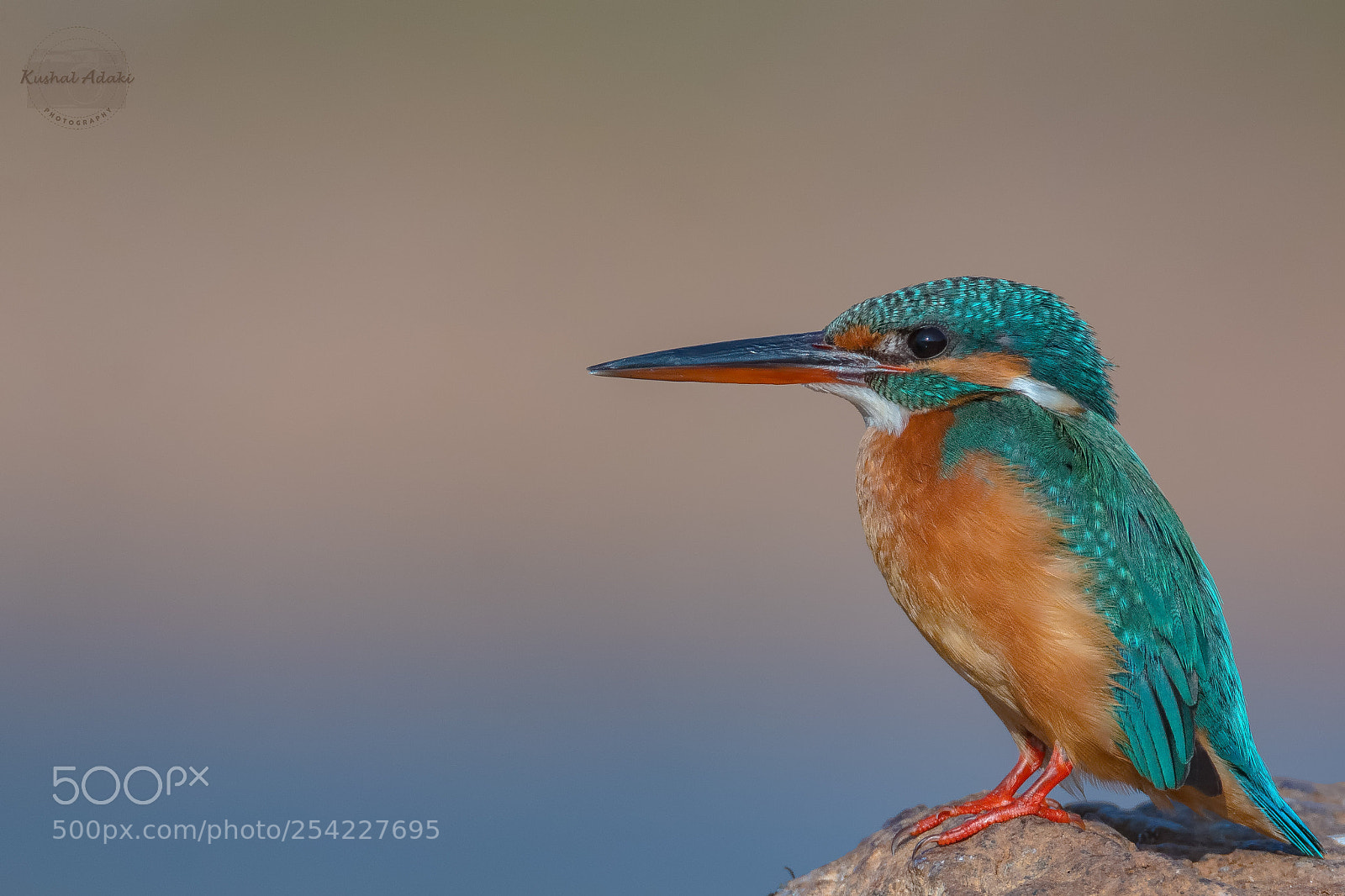 Canon EOS 70D sample photo. Common kingfisher photography