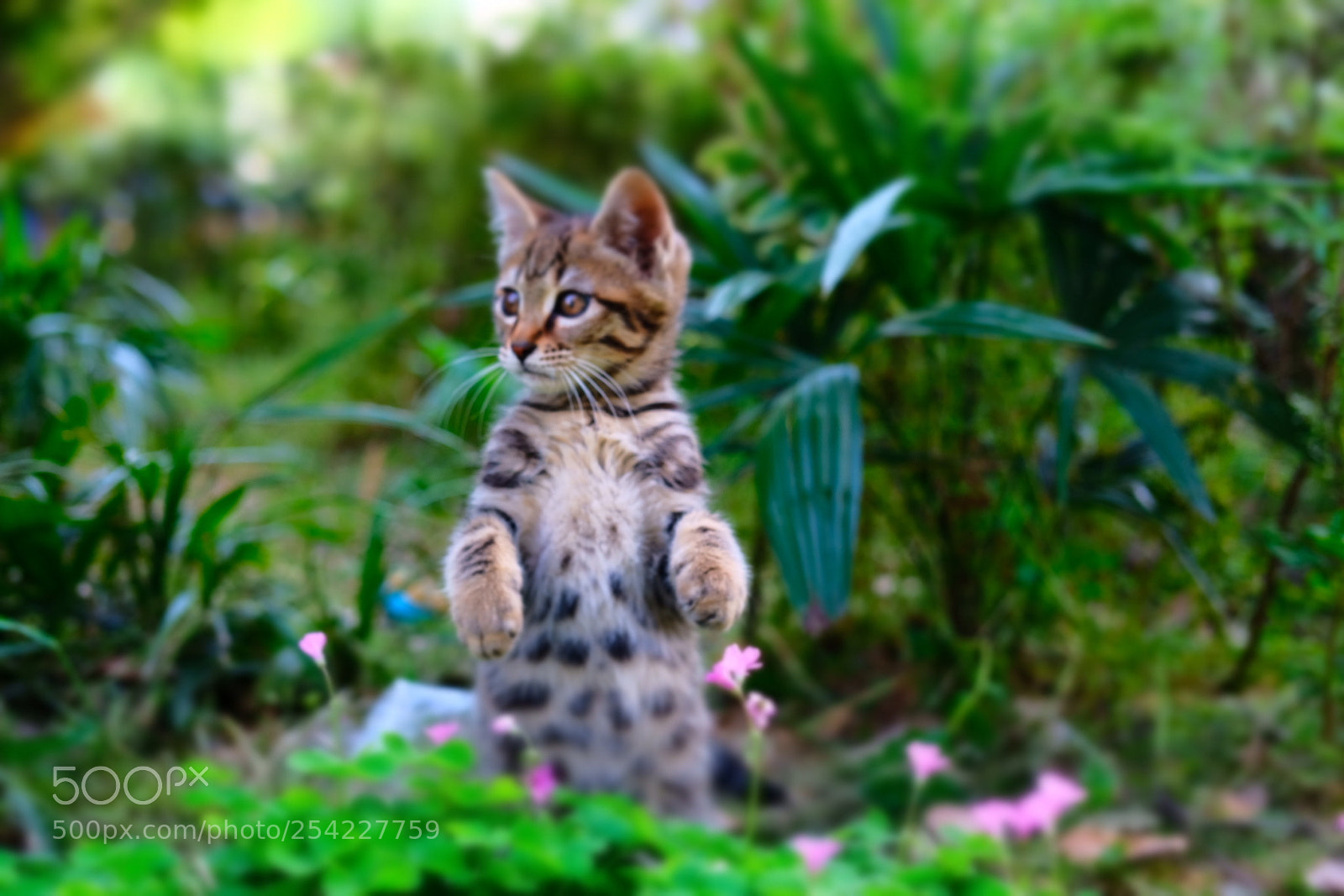 Fujifilm X-T20 sample photo. Meow photography