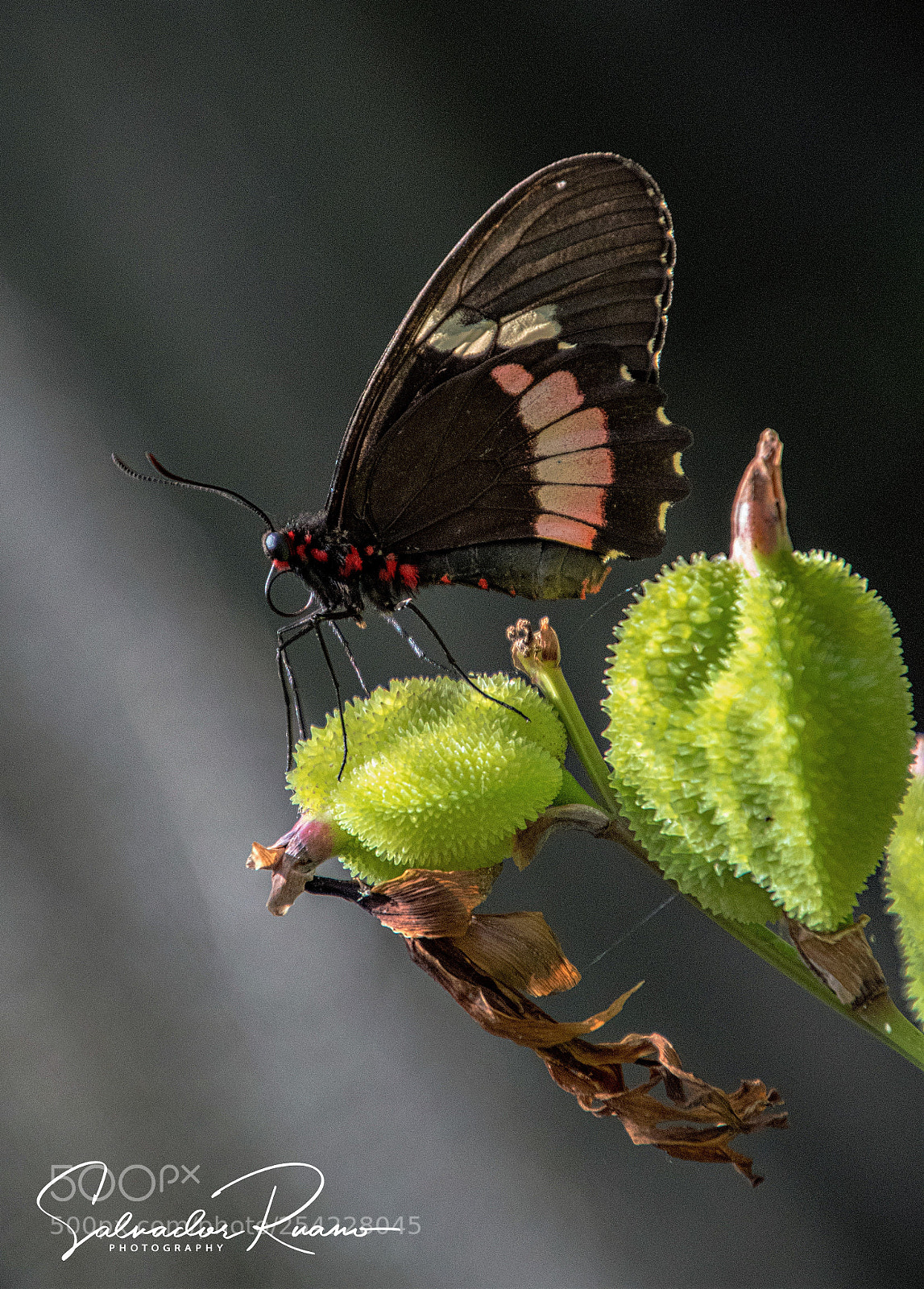 Nikon D7500 sample photo. Beautiful butterfly photography