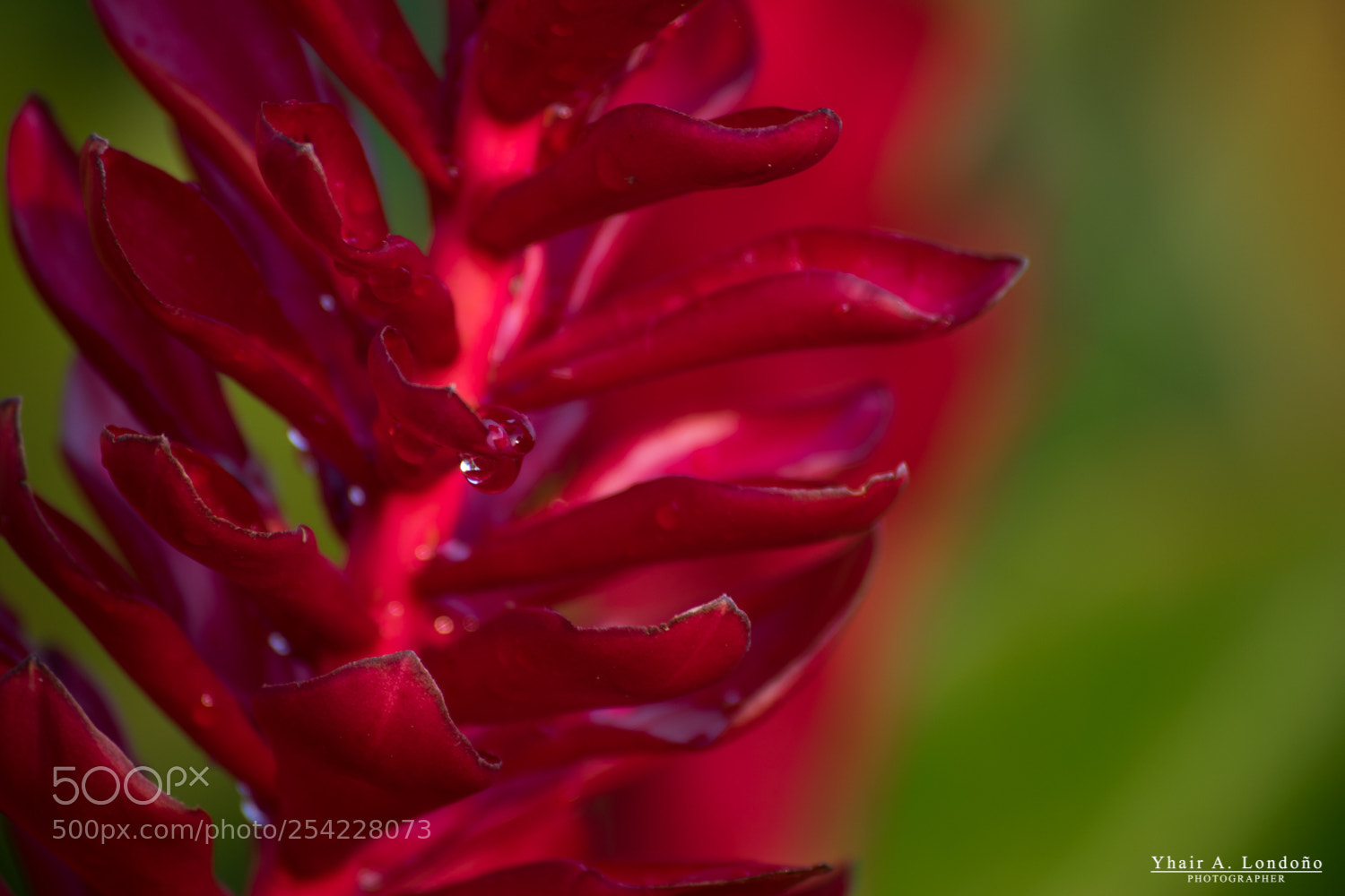 Nikon D5300 sample photo. Flor photography
