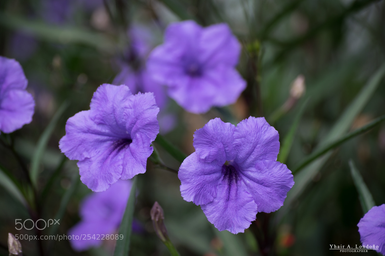 Nikon D5300 sample photo. Flor photography