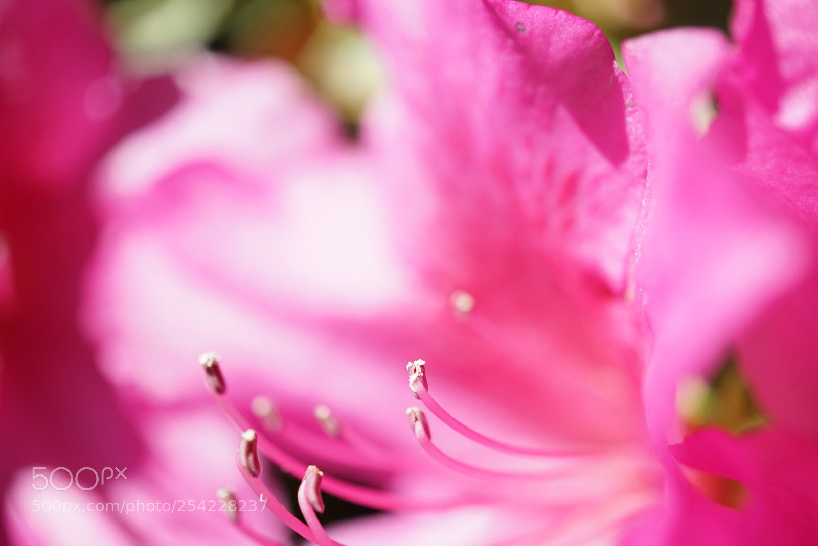 Sony a6000 sample photo. Azalea photography