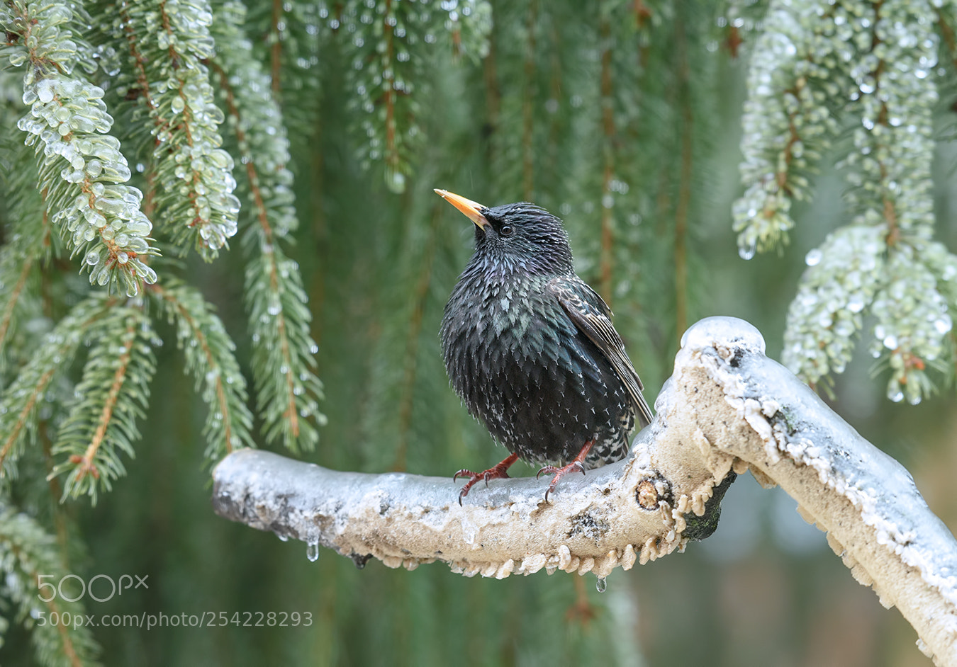 Nikon D810 sample photo. Freezing rain with starling photography
