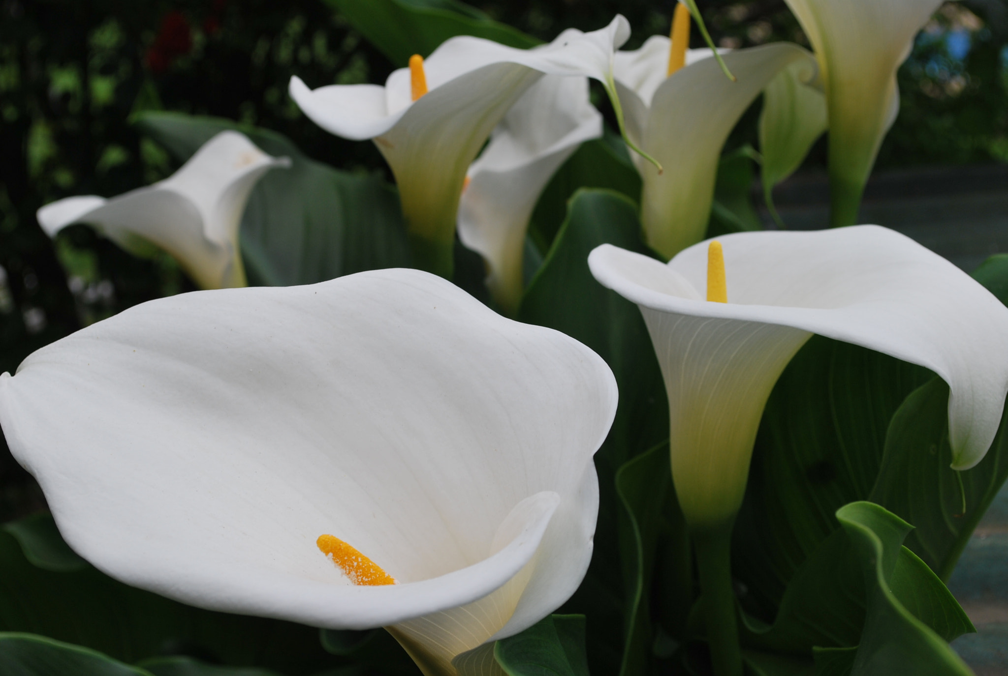 Nikon D60 sample photo. Calas cartuchos coves photography