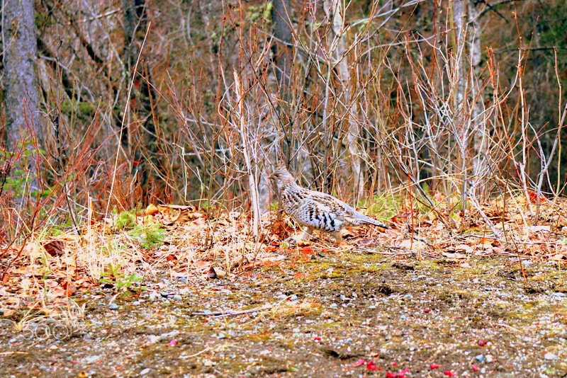 Canon EOS 200D (EOS Rebel SL2 / EOS Kiss X9) sample photo. Ruffled grouse photography