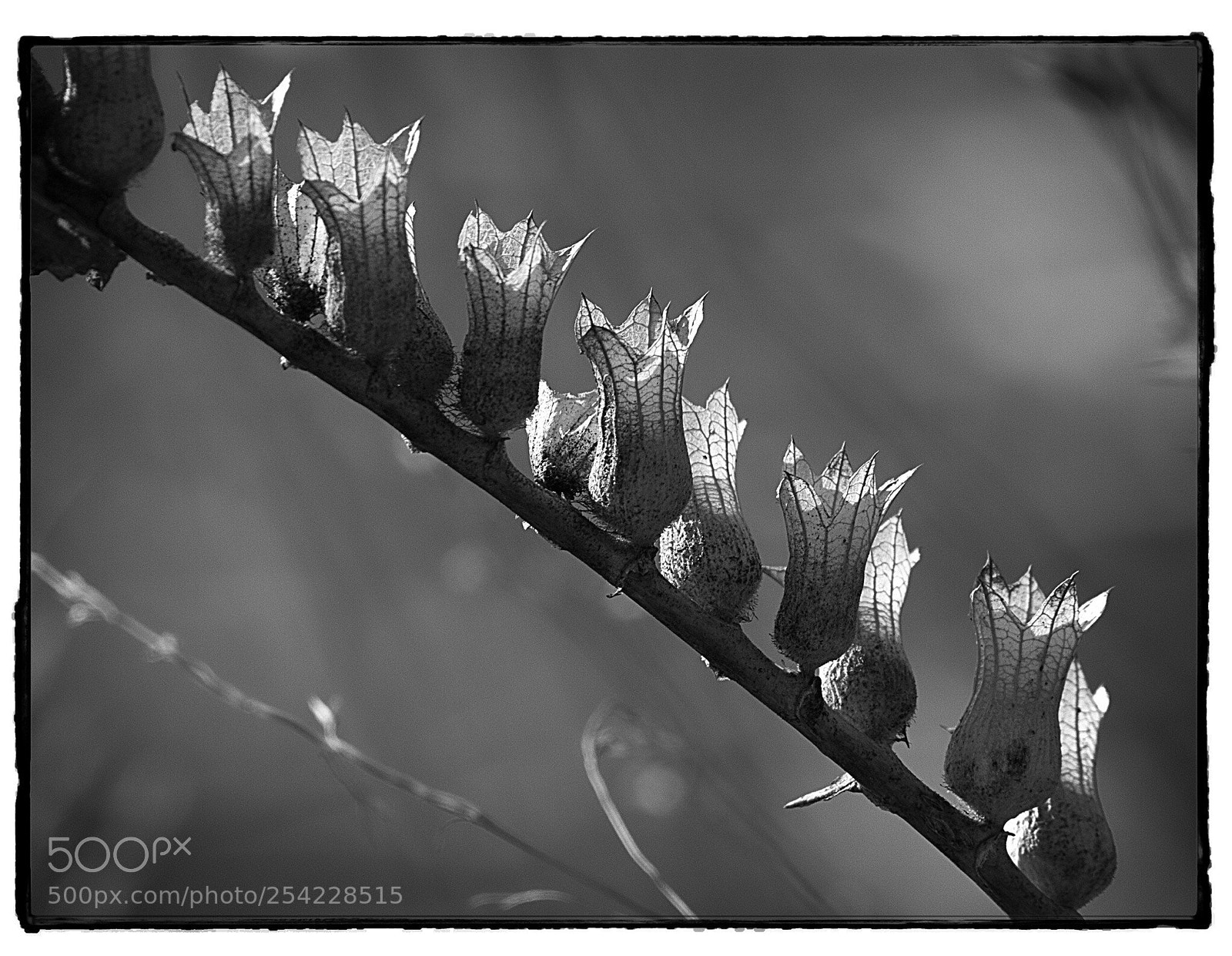 Canon EOS 7D sample photo. Dried wild flowers  photography