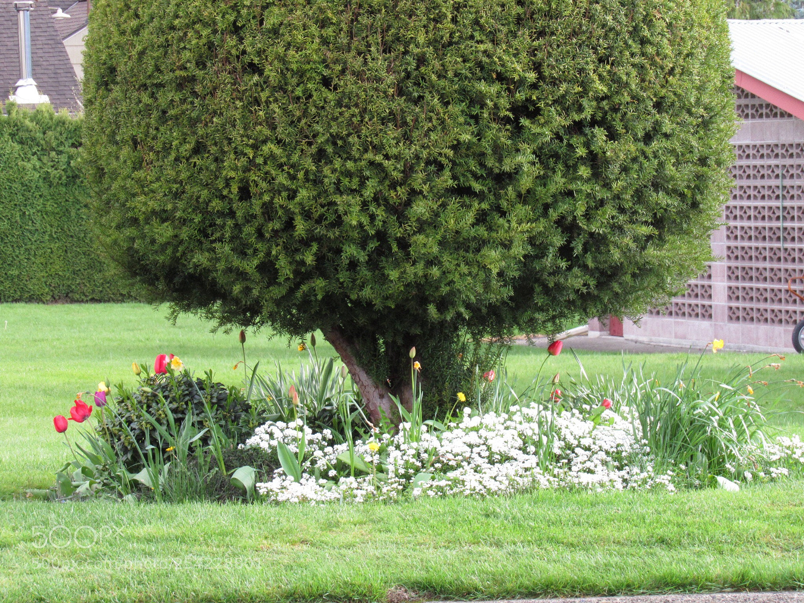 Canon PowerShot SX530 HS sample photo. Prefect photography