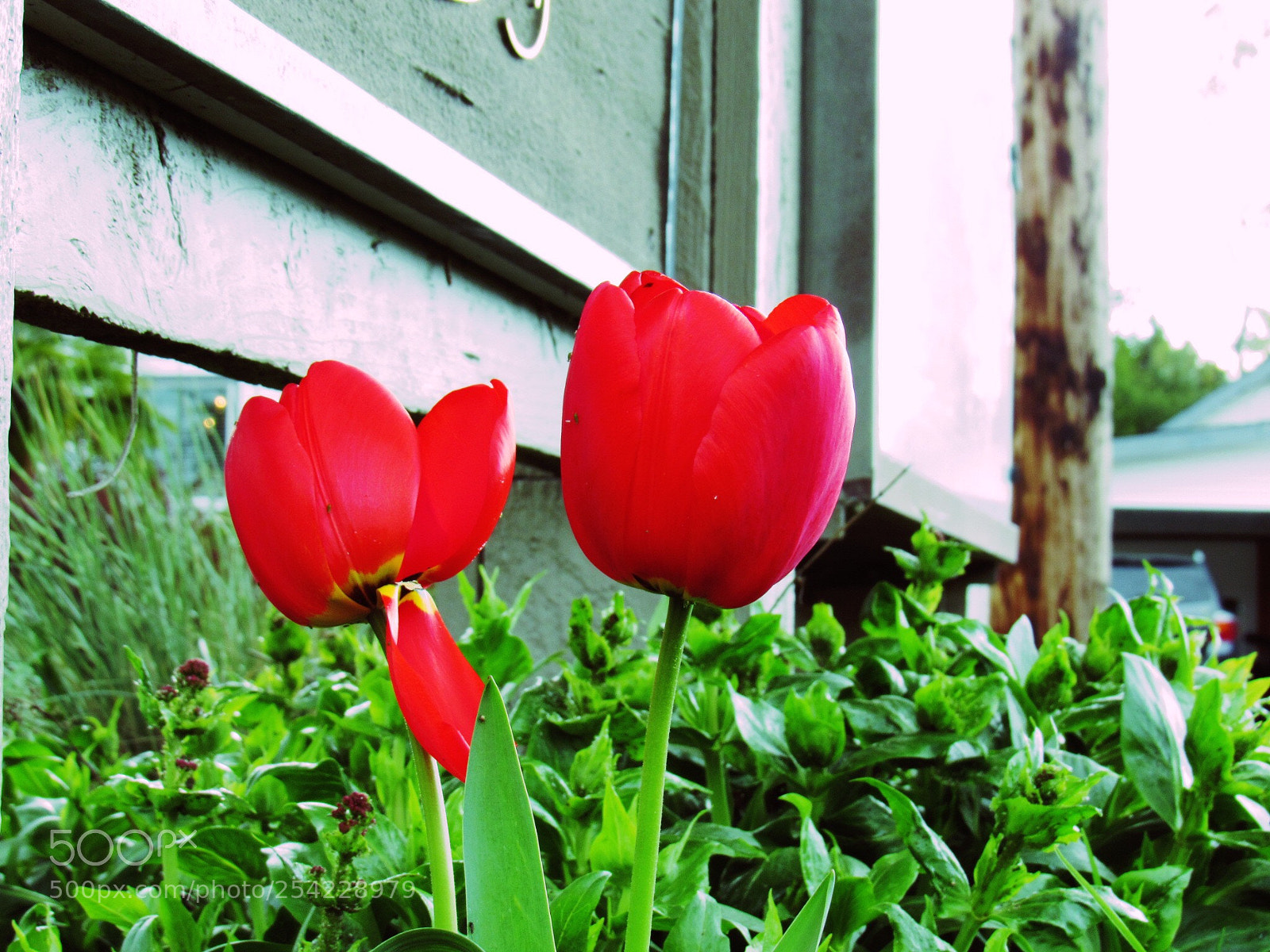 Canon PowerShot SX530 HS sample photo. Red photography