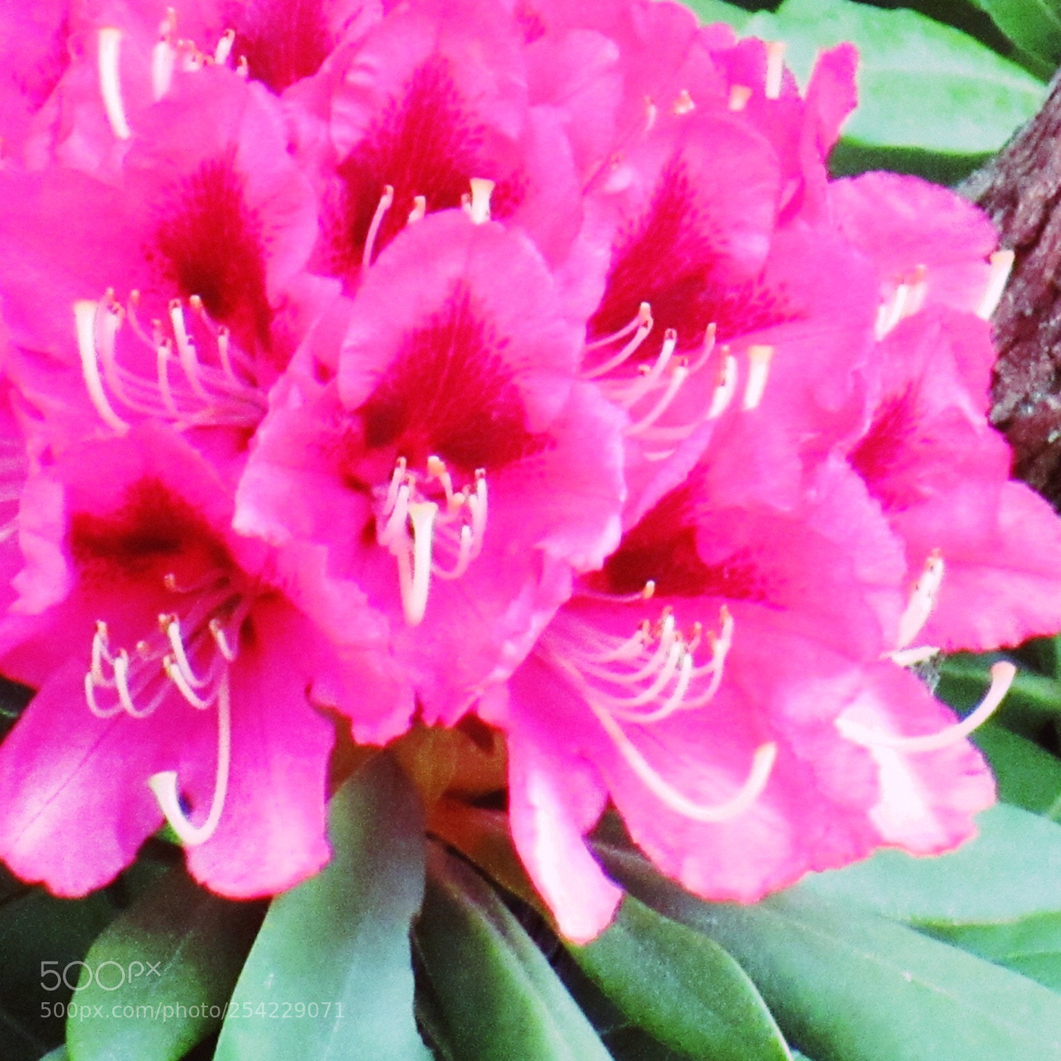 Canon PowerShot SX530 HS sample photo. Pink photography