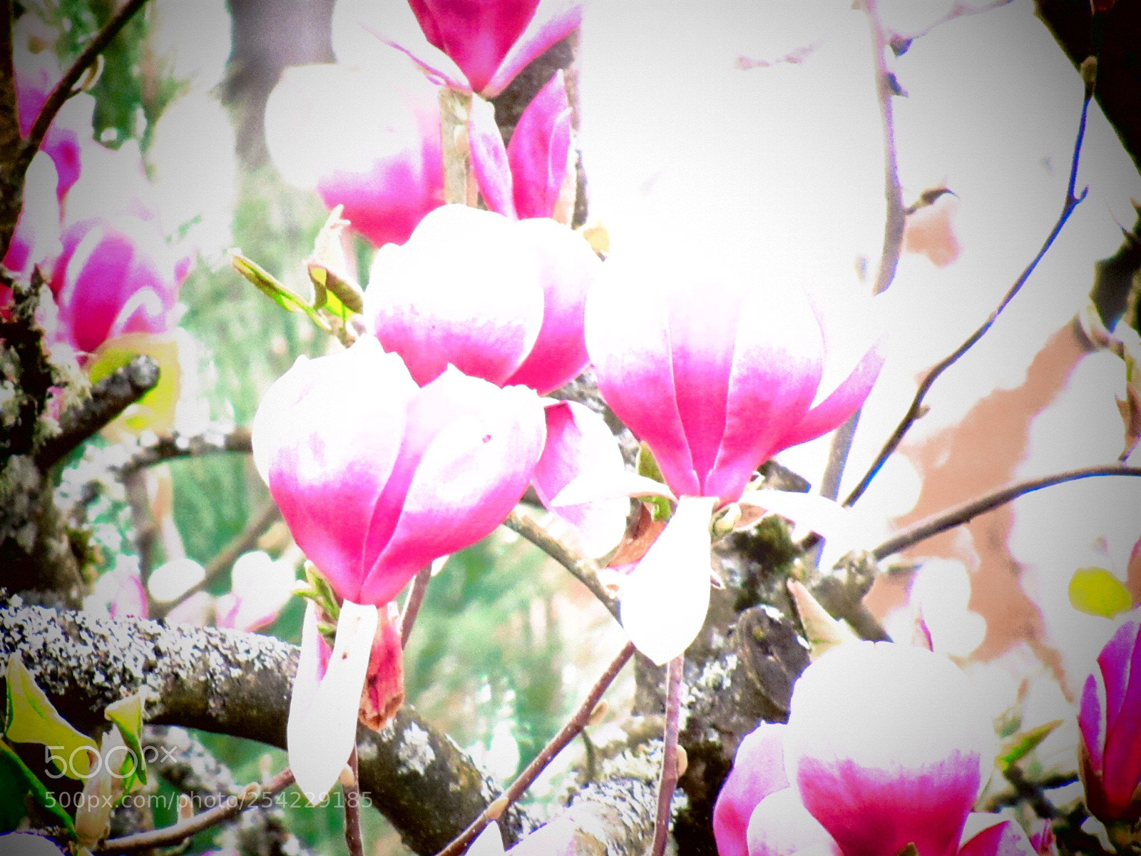 Canon PowerShot SX530 HS sample photo. Pink and white  photography