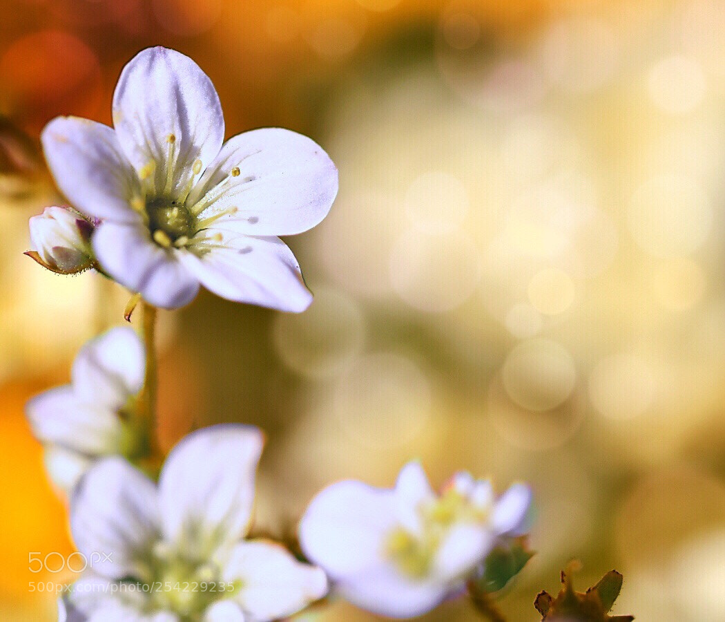 Nikon D5600 sample photo. Sunny days... photography