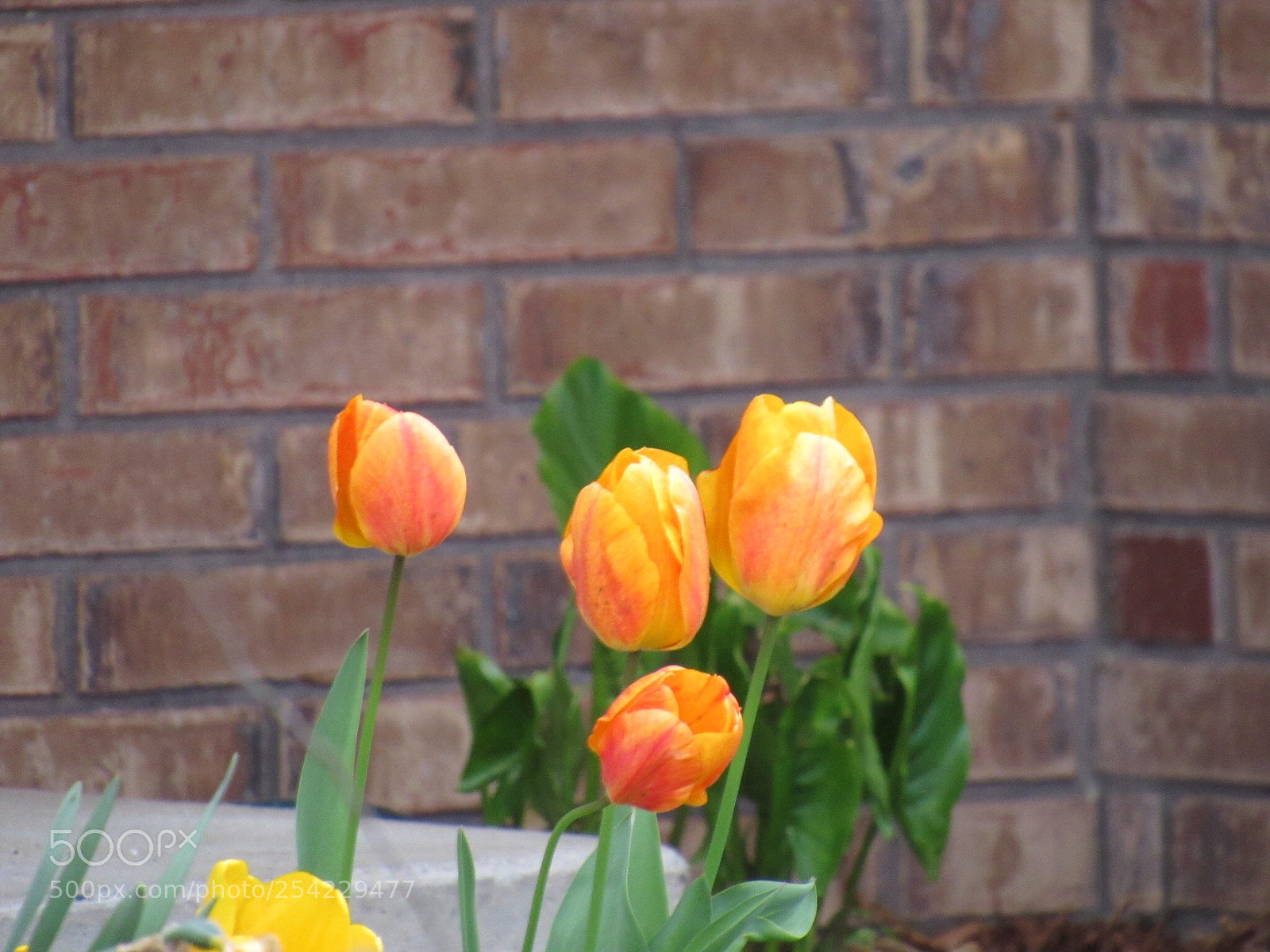 Canon PowerShot SX530 HS sample photo. Orange  photography