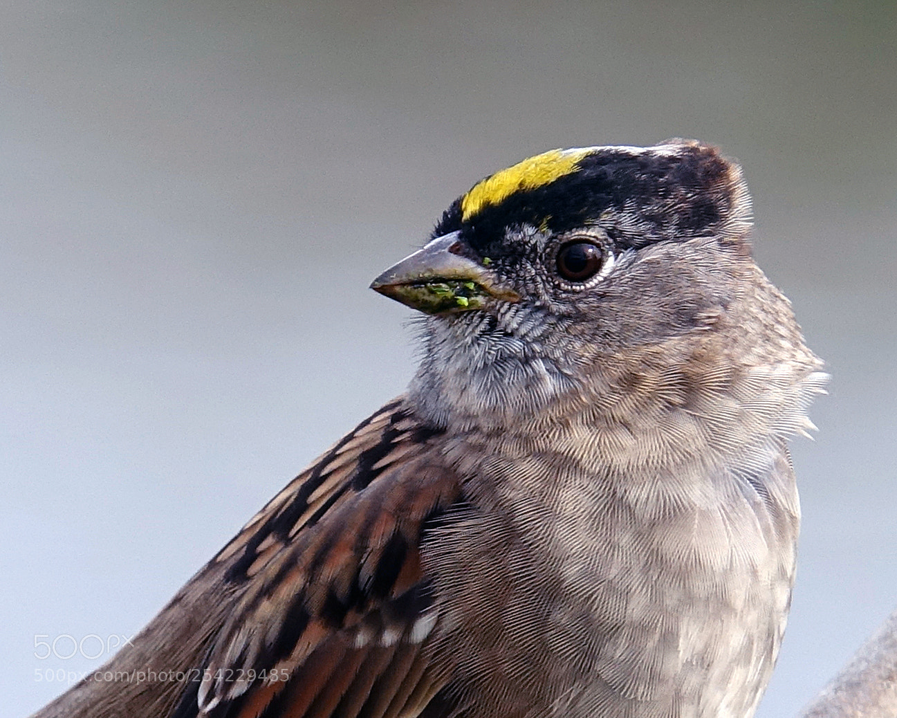 Sony Cyber-shot DSC-RX10 III sample photo. Yellow crested sparrow photography