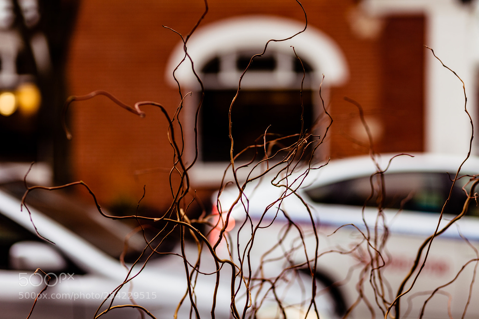 Canon EOS 5D Mark II sample photo. Twigs and cab photography