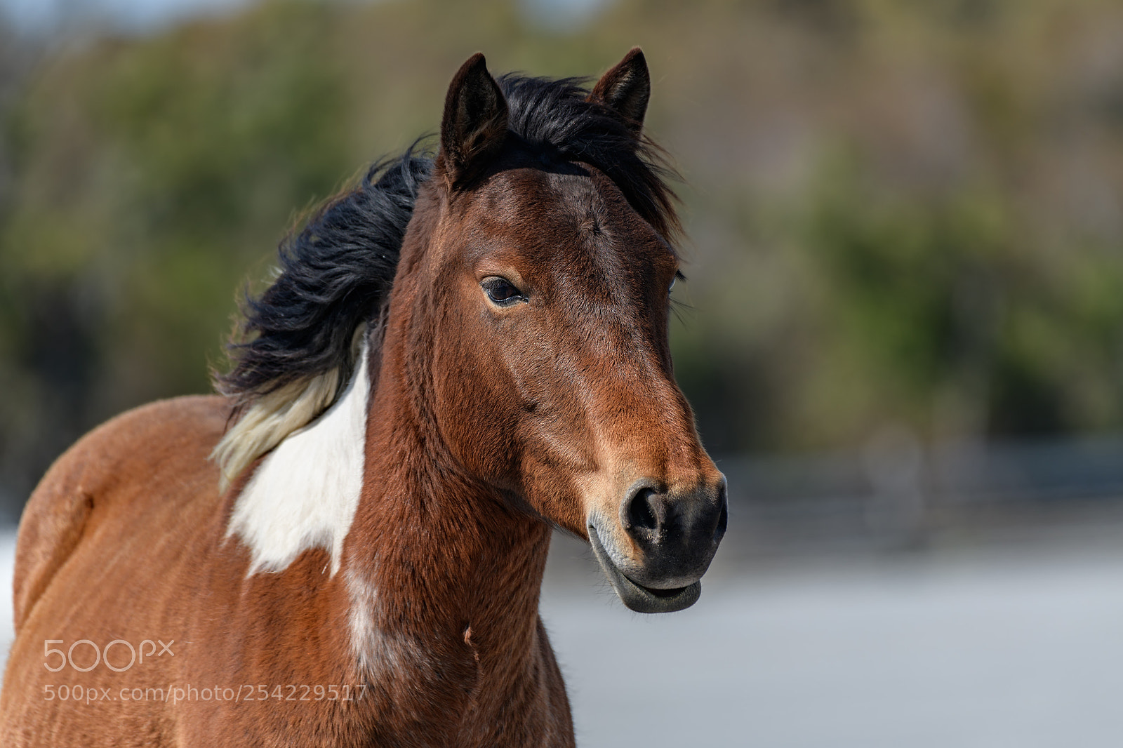 Nikon D850 sample photo. Portrait of horse on photography