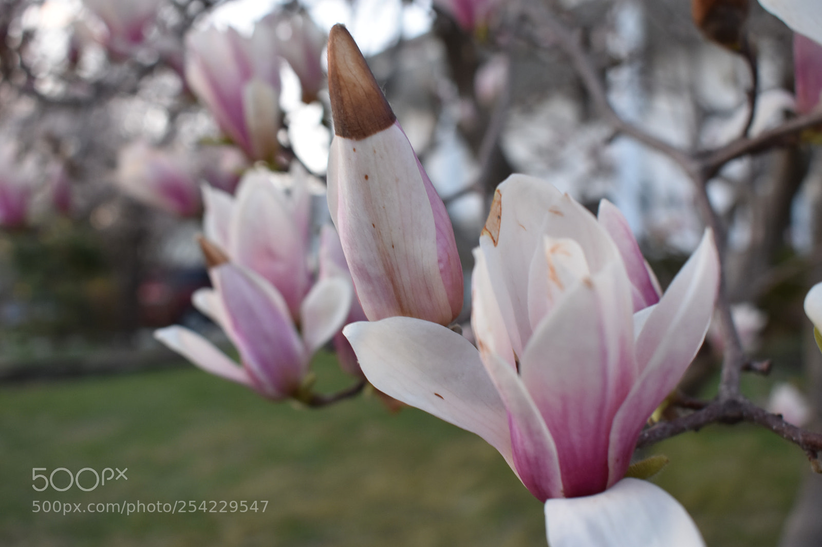 Nikon D3400 sample photo. Stages of life photography
