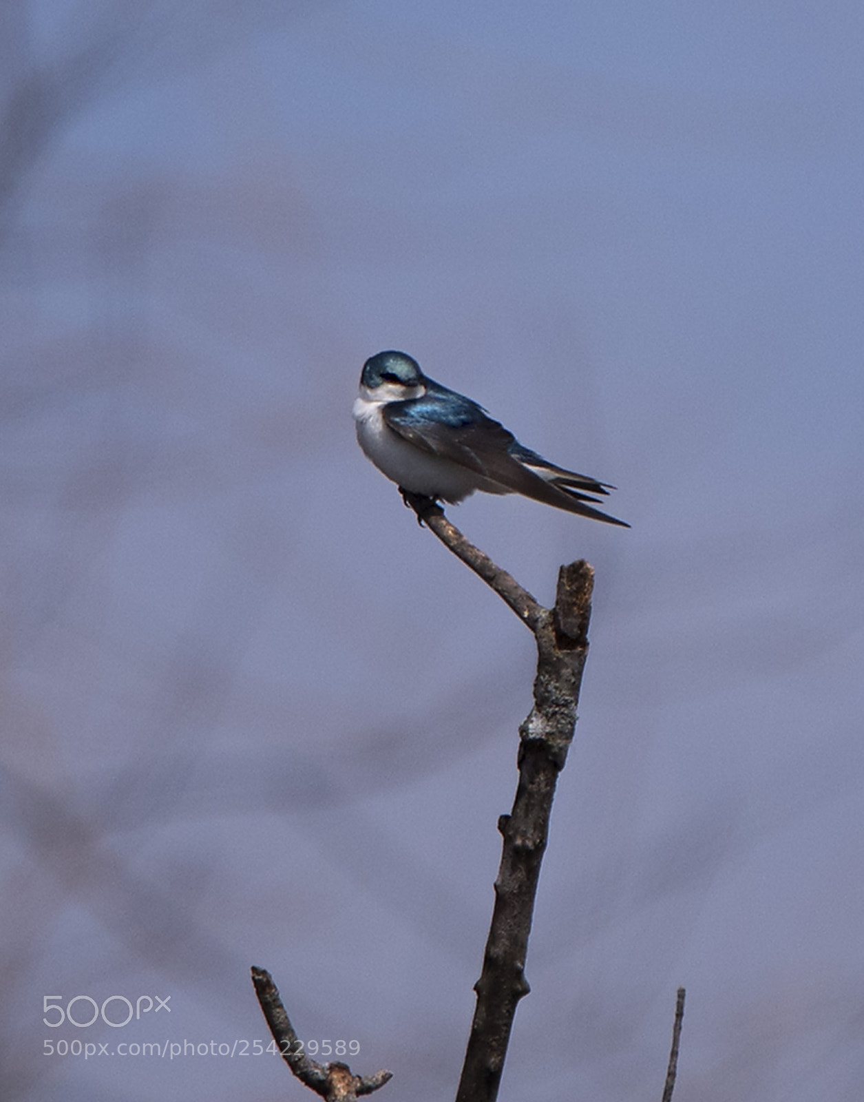 Nikon D750 sample photo. A blue bird with photography