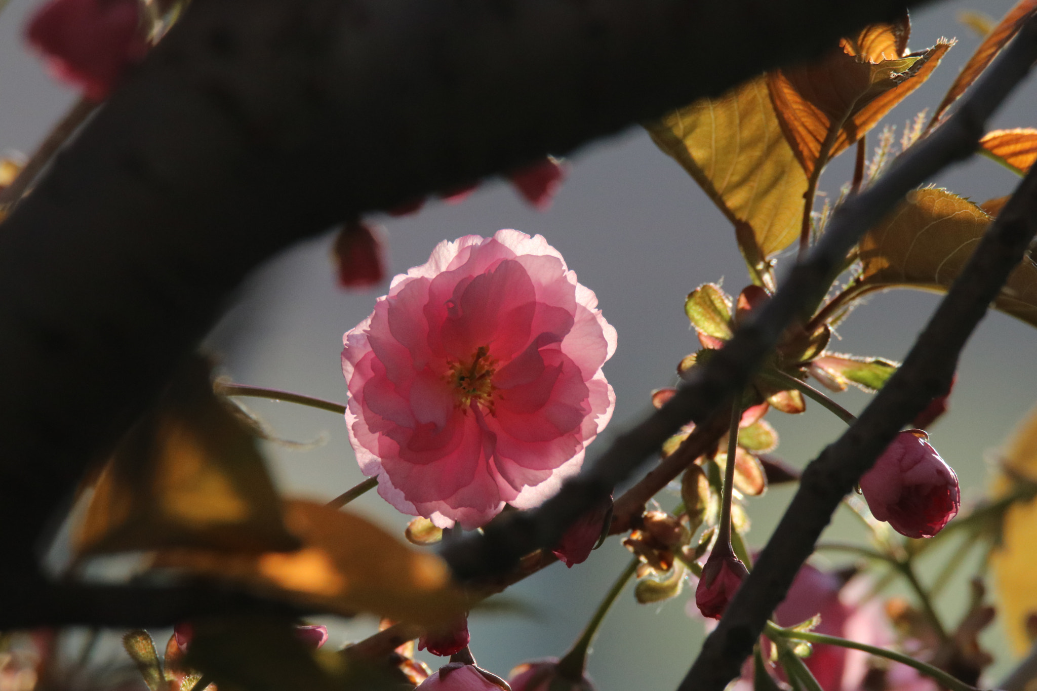 Tamron SP 150-600mm F5-6.3 Di VC USD sample photo. 浮花floating flower photography