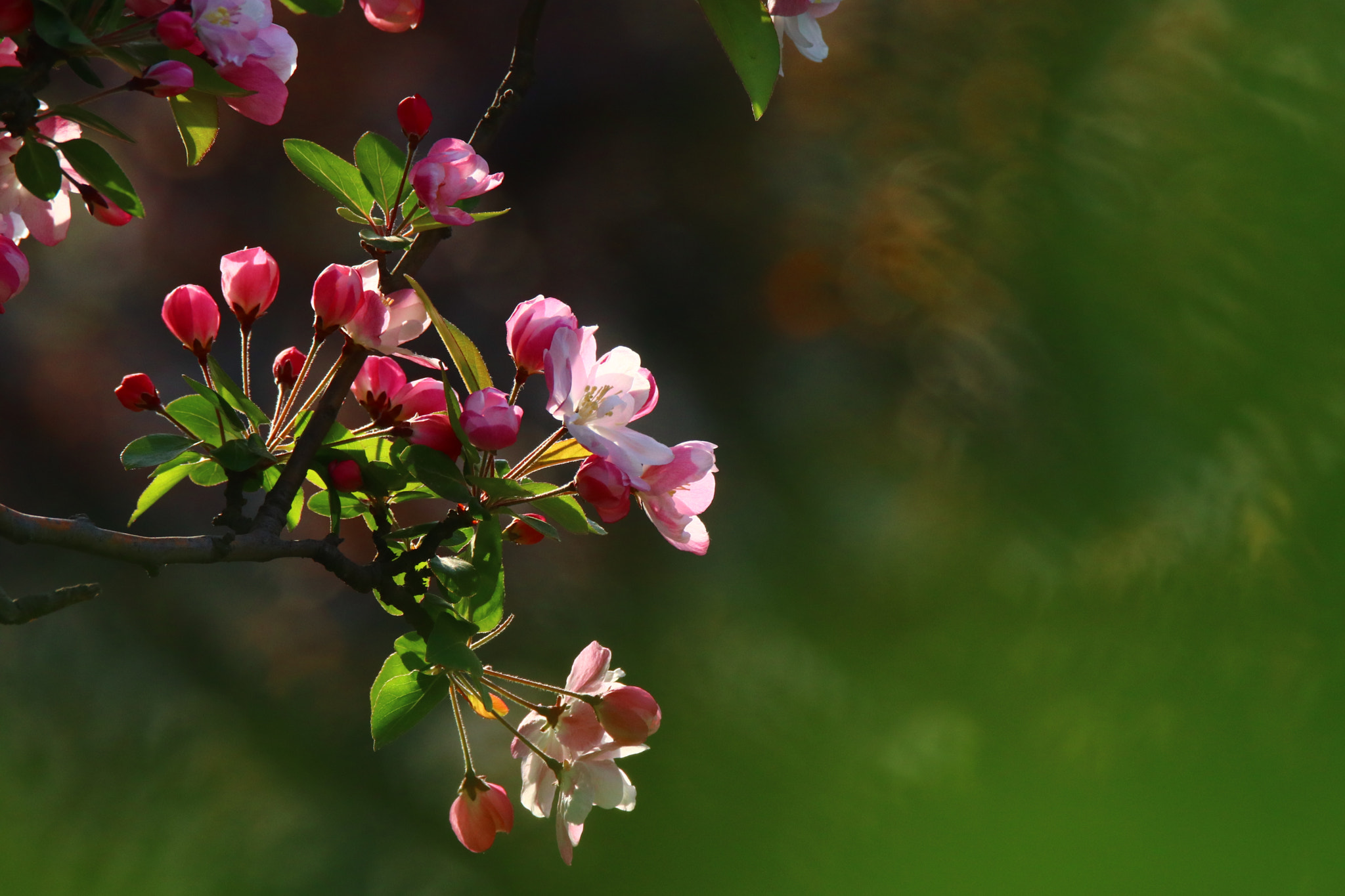 Tamron SP 150-600mm F5-6.3 Di VC USD sample photo. 春的色彩ornament the colors of spring photography