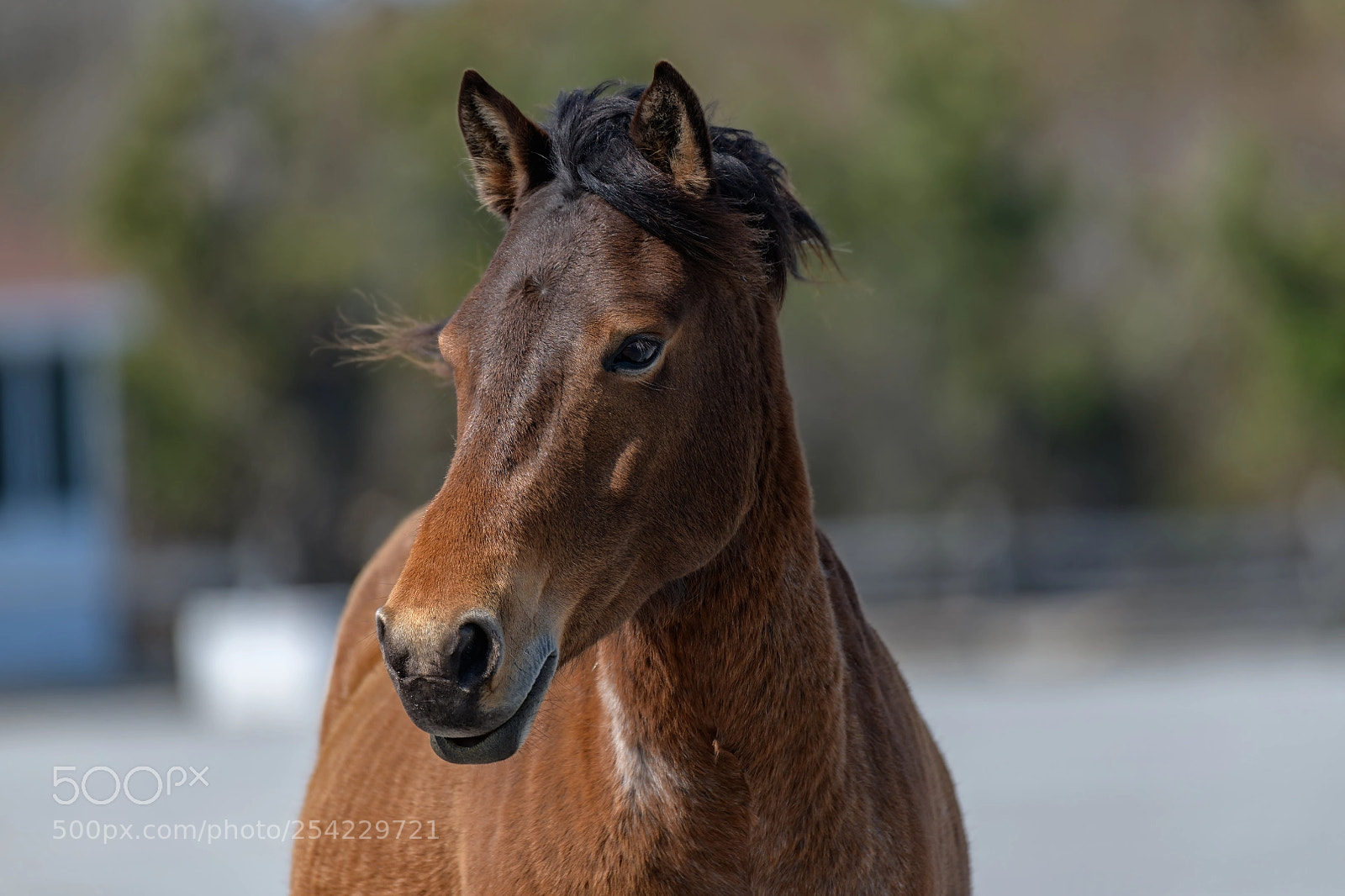 Nikon D850 sample photo. Portrait of horse on photography