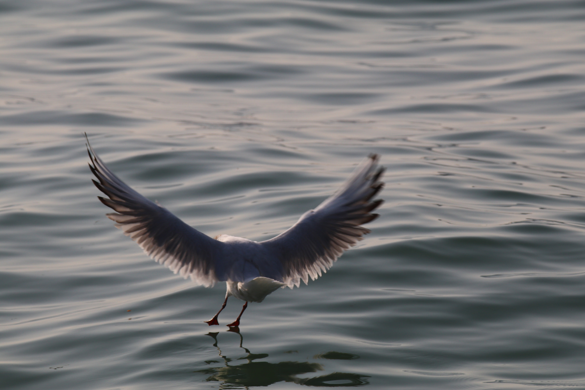 Tamron SP 150-600mm F5-6.3 Di VC USD sample photo. 完美的自己the perfect self photography