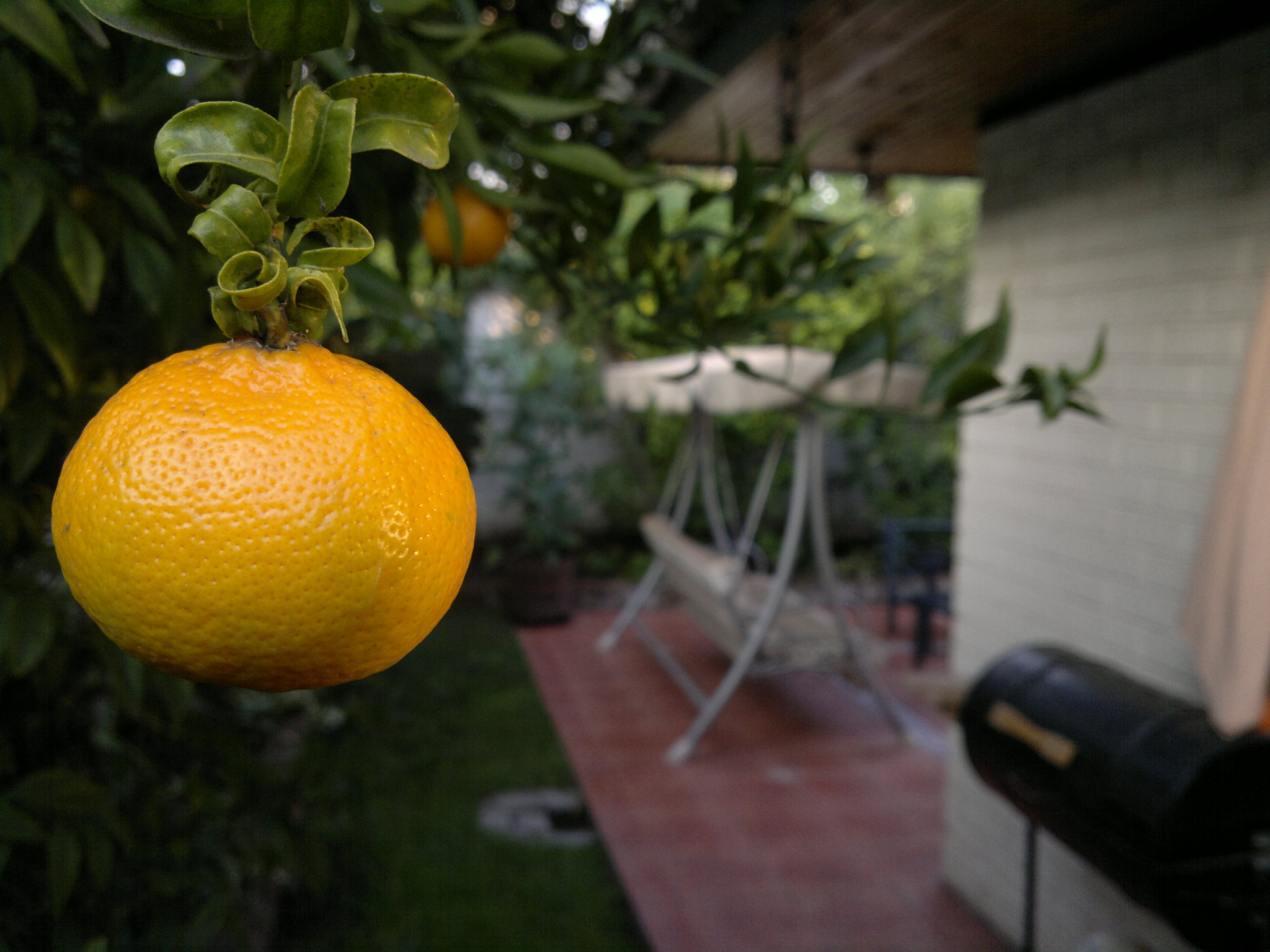 Nokia N8-00 sample photo. Mandarina photography
