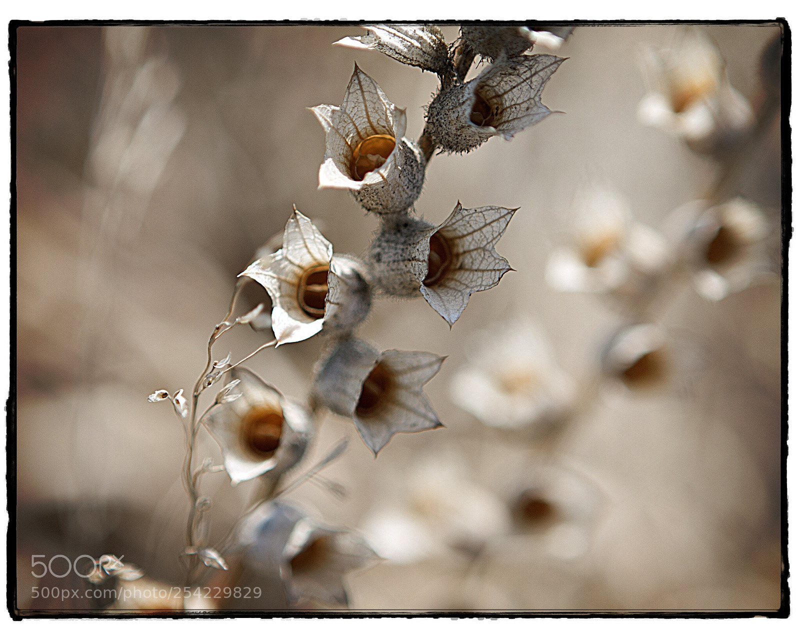 Canon EOS 40D sample photo. Dried wild flowers 2. photography