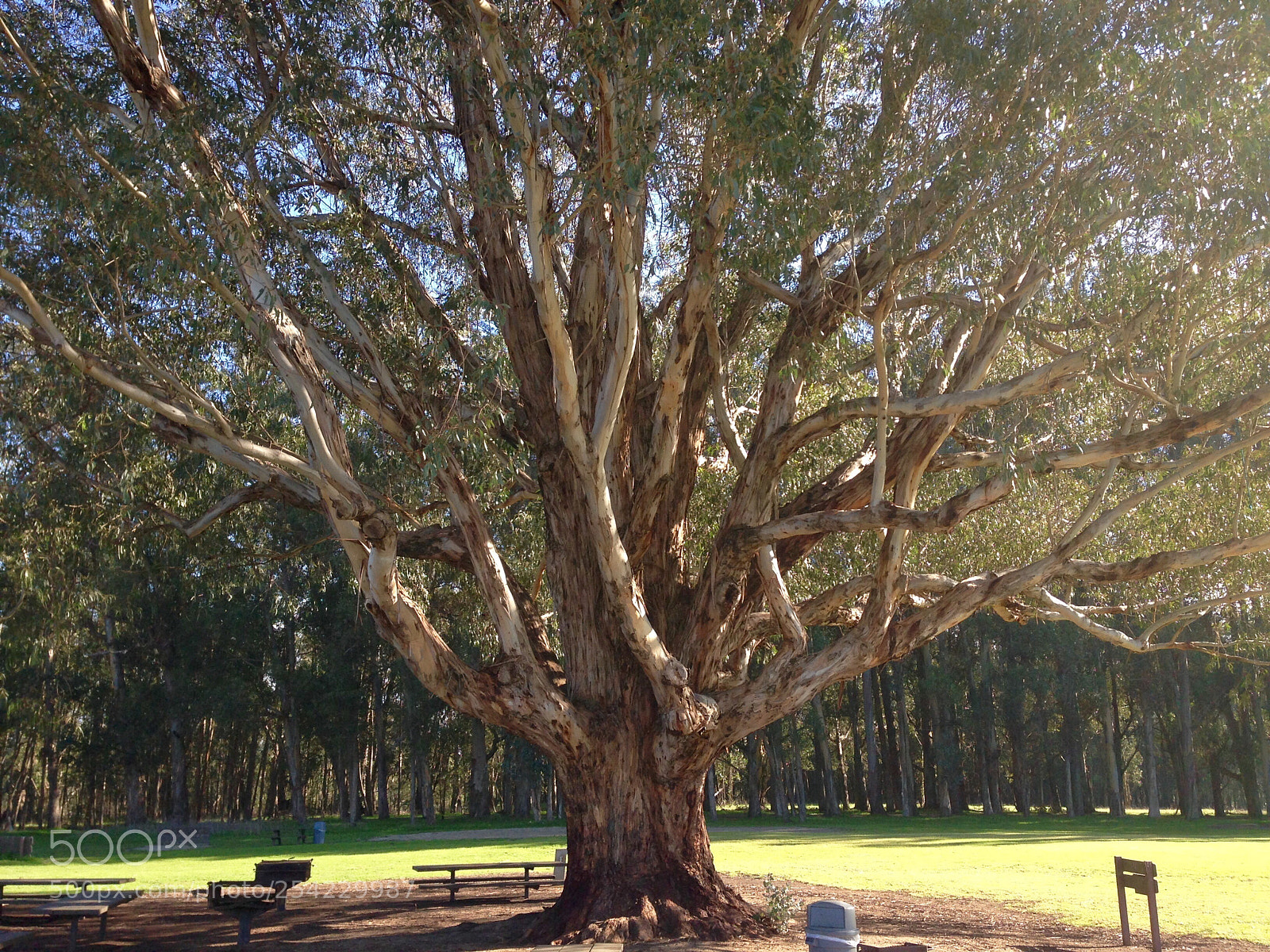Apple iPhone 5 sample photo. A big tree photography