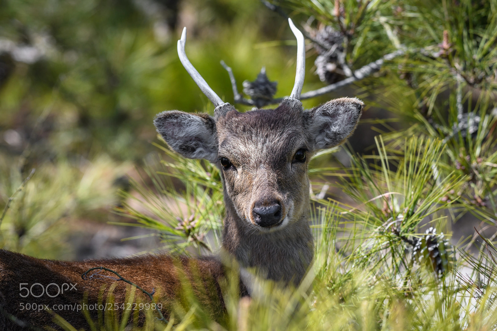 Nikon D850 sample photo. Whitetail buck deer in photography