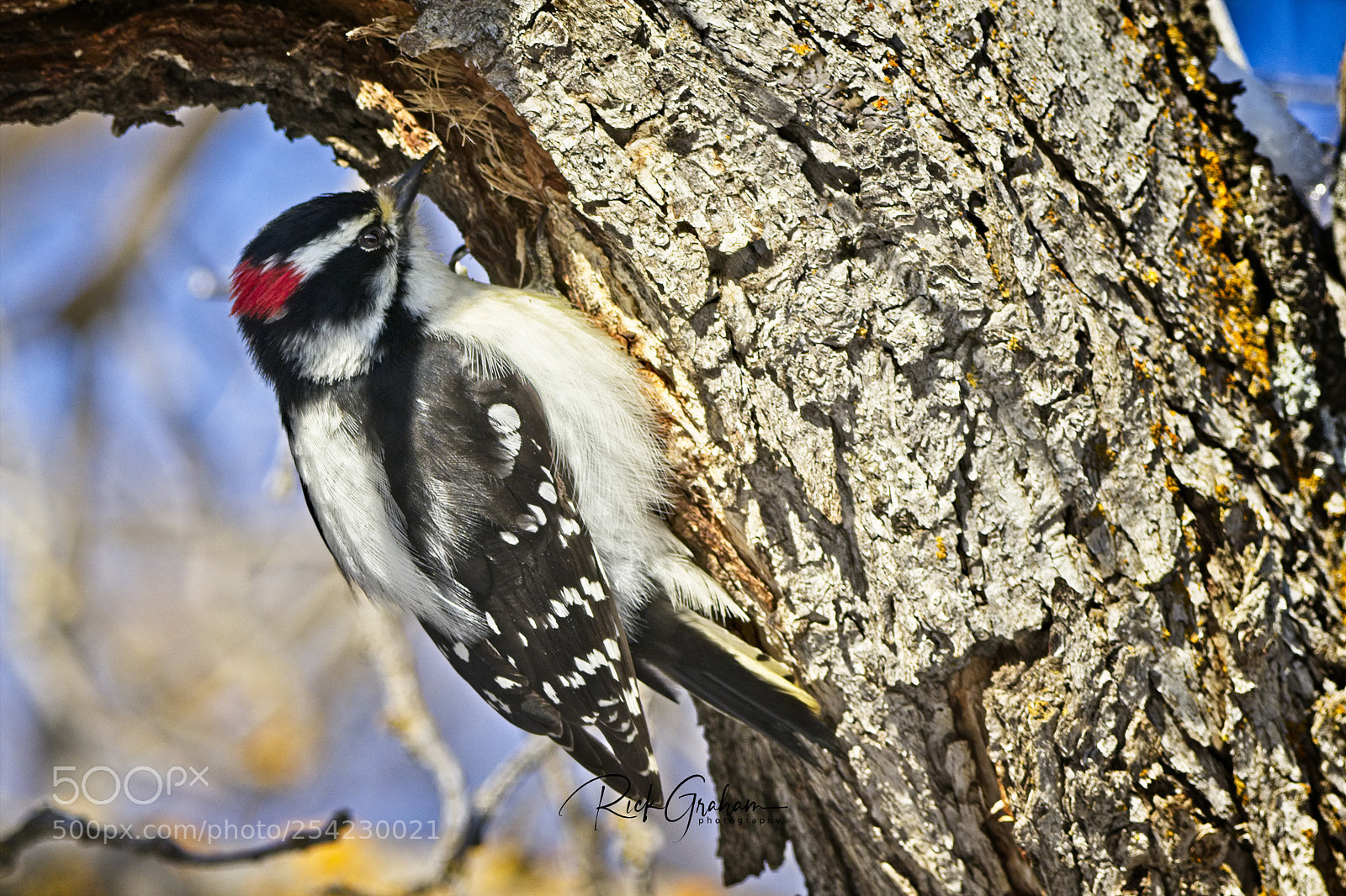 Canon EOS 80D sample photo. Downey woodpecker photography