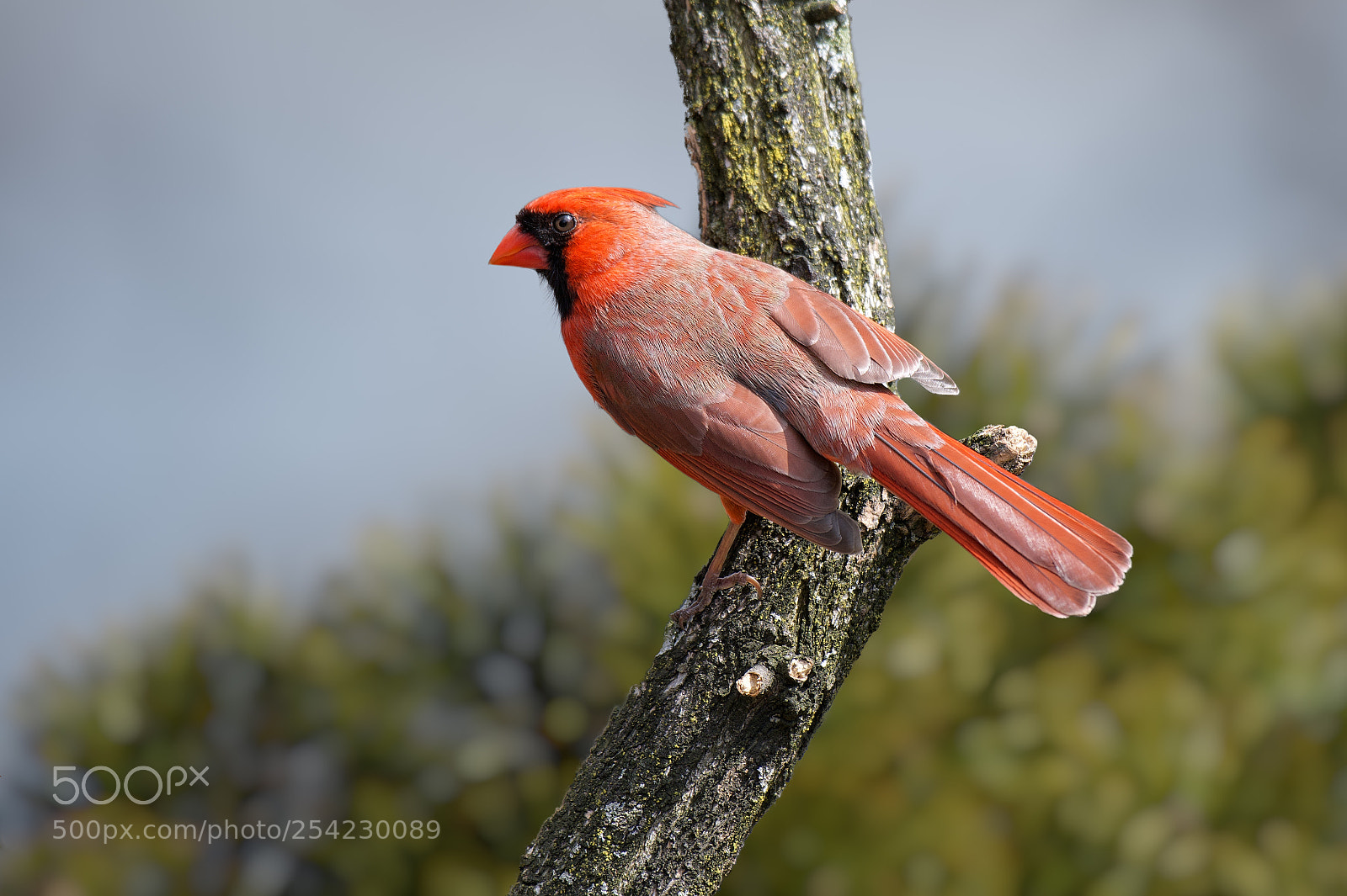 Nikon D850 sample photo. Bright red cardinalis cardinalis photography