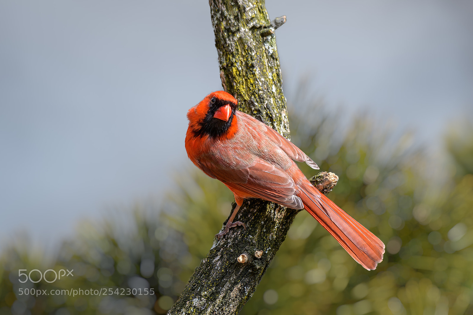 Nikon D850 sample photo. Bright red cardinalis cardinalis photography