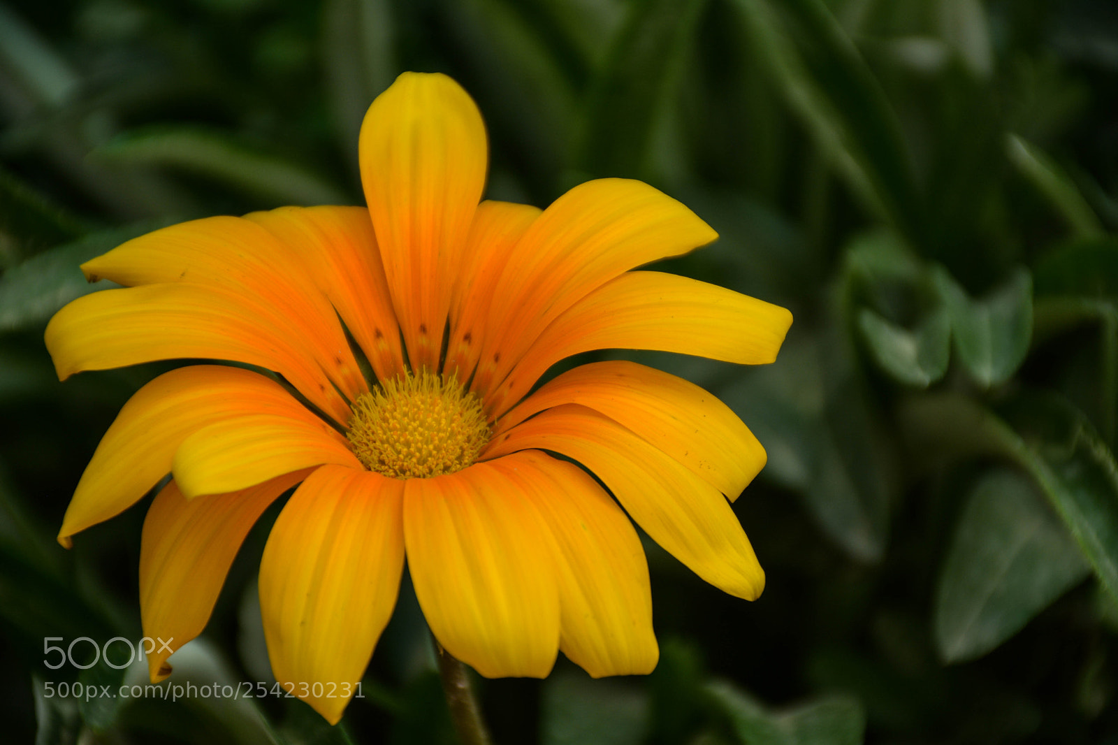 Nikon D7100 sample photo. Untitled photography