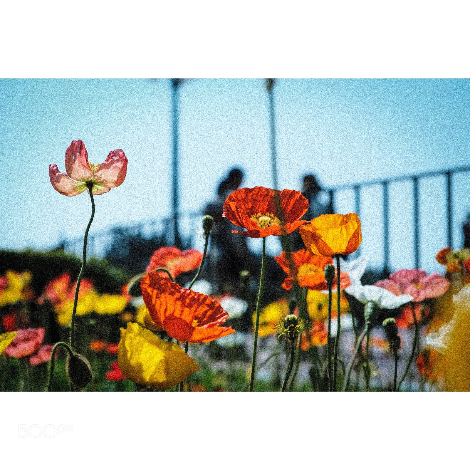 Fujifilm X-T2 sample photo. Flowers  photography