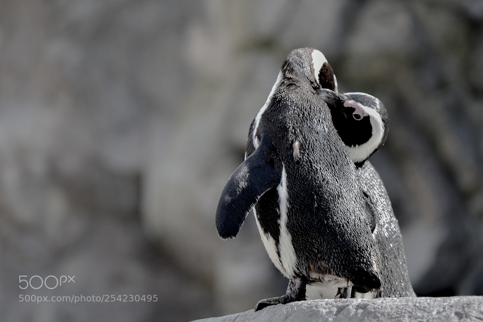 Nikon D3400 sample photo. Penguins photography