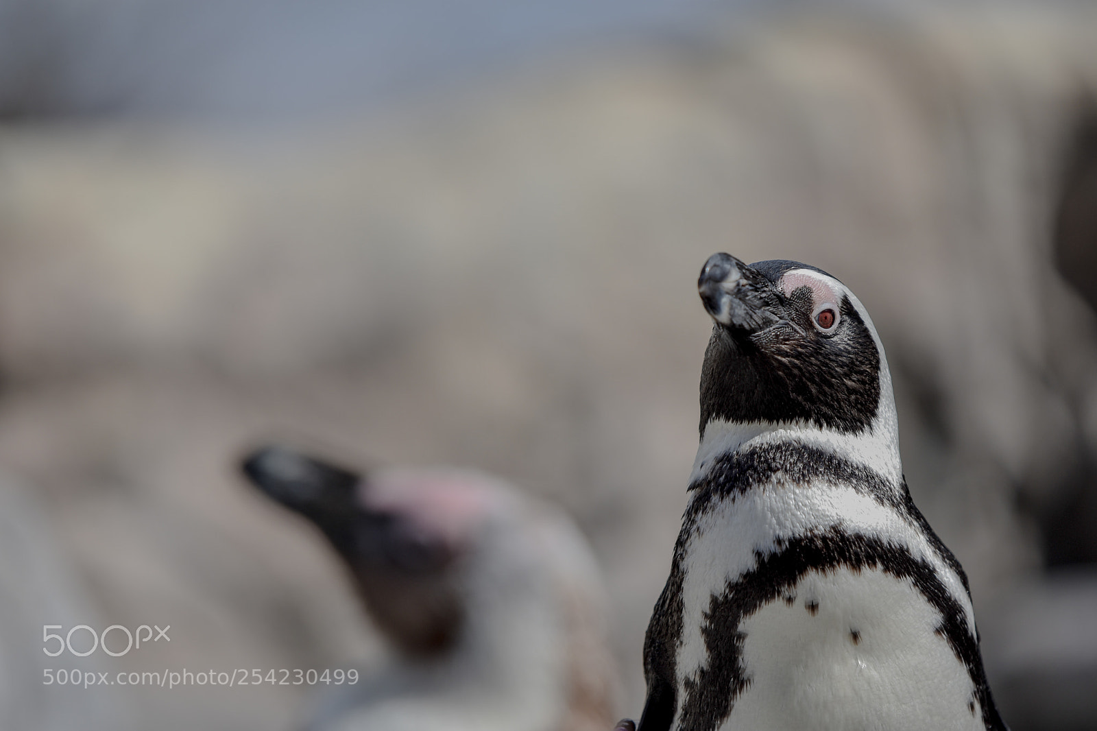 Nikon D3400 sample photo. Penguins photography