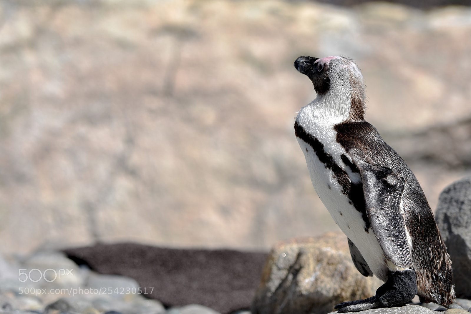 Nikon D3400 sample photo. Penguin photography