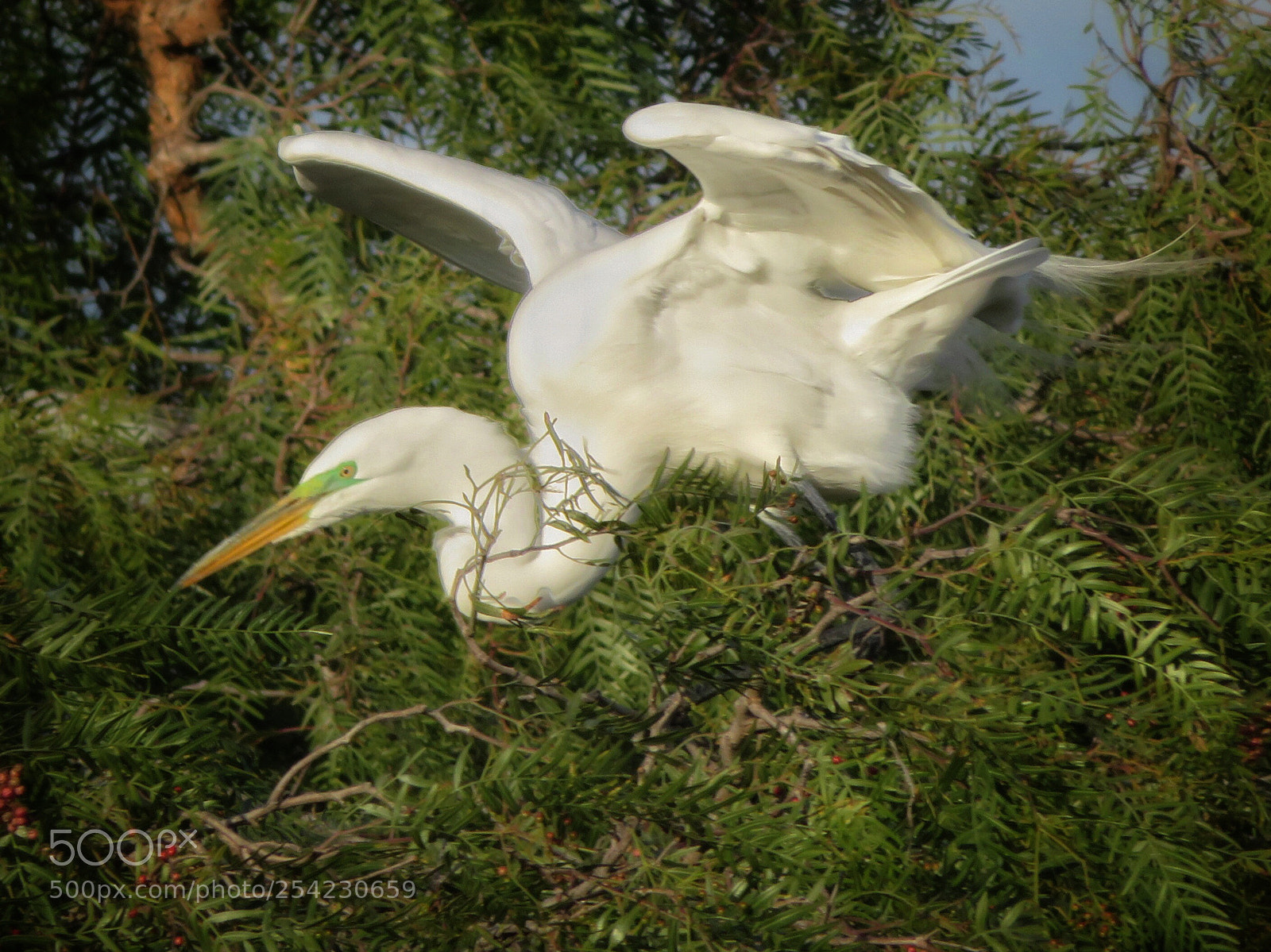 Canon PowerShot SX720 HS sample photo. Lift off photography