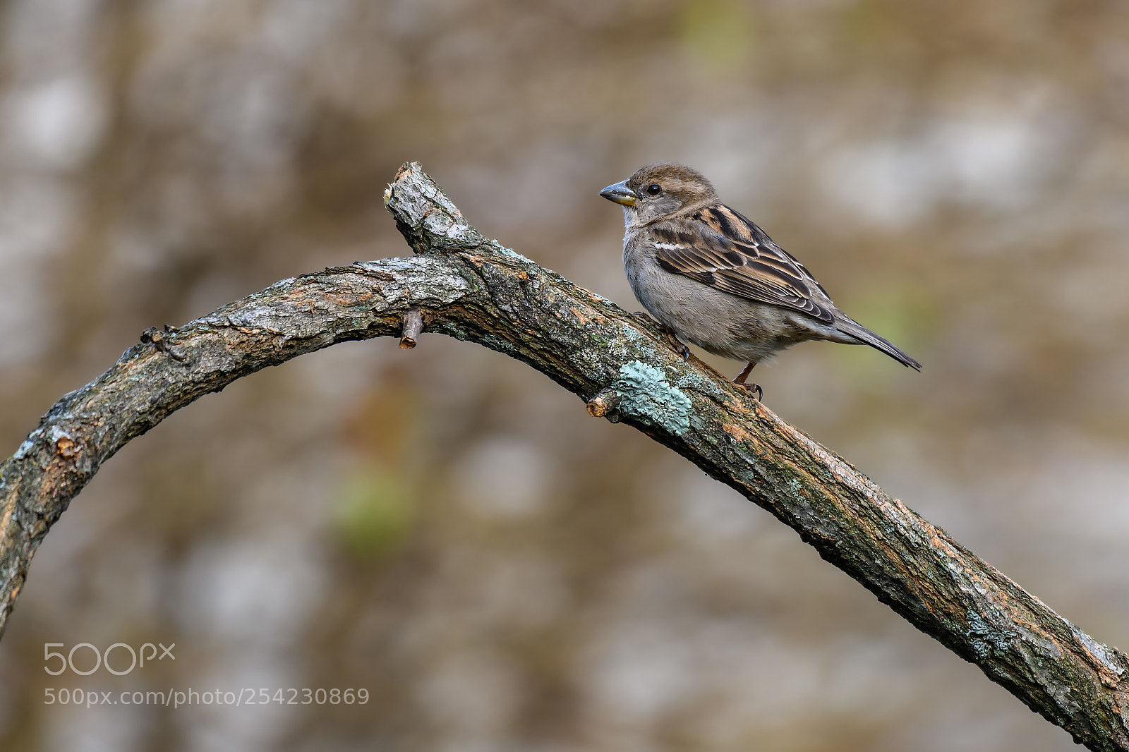 Nikon D850 sample photo. White-throated sparrow perched on photography