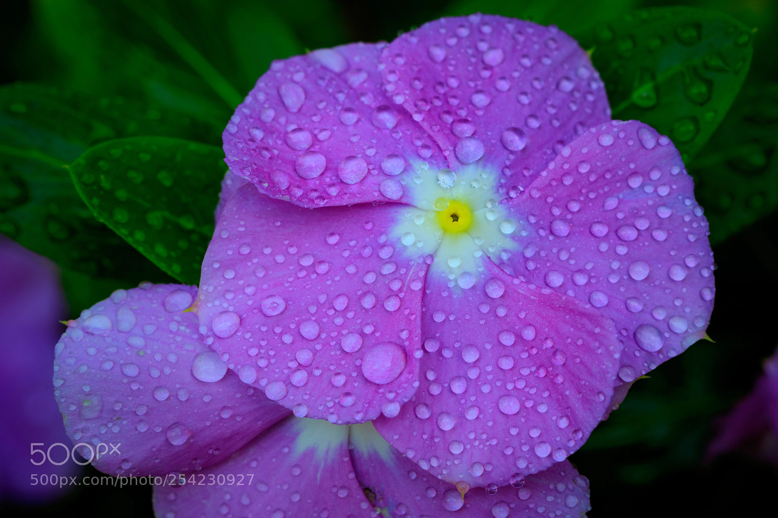 Canon EOS 7D Mark II sample photo. Vinca photography