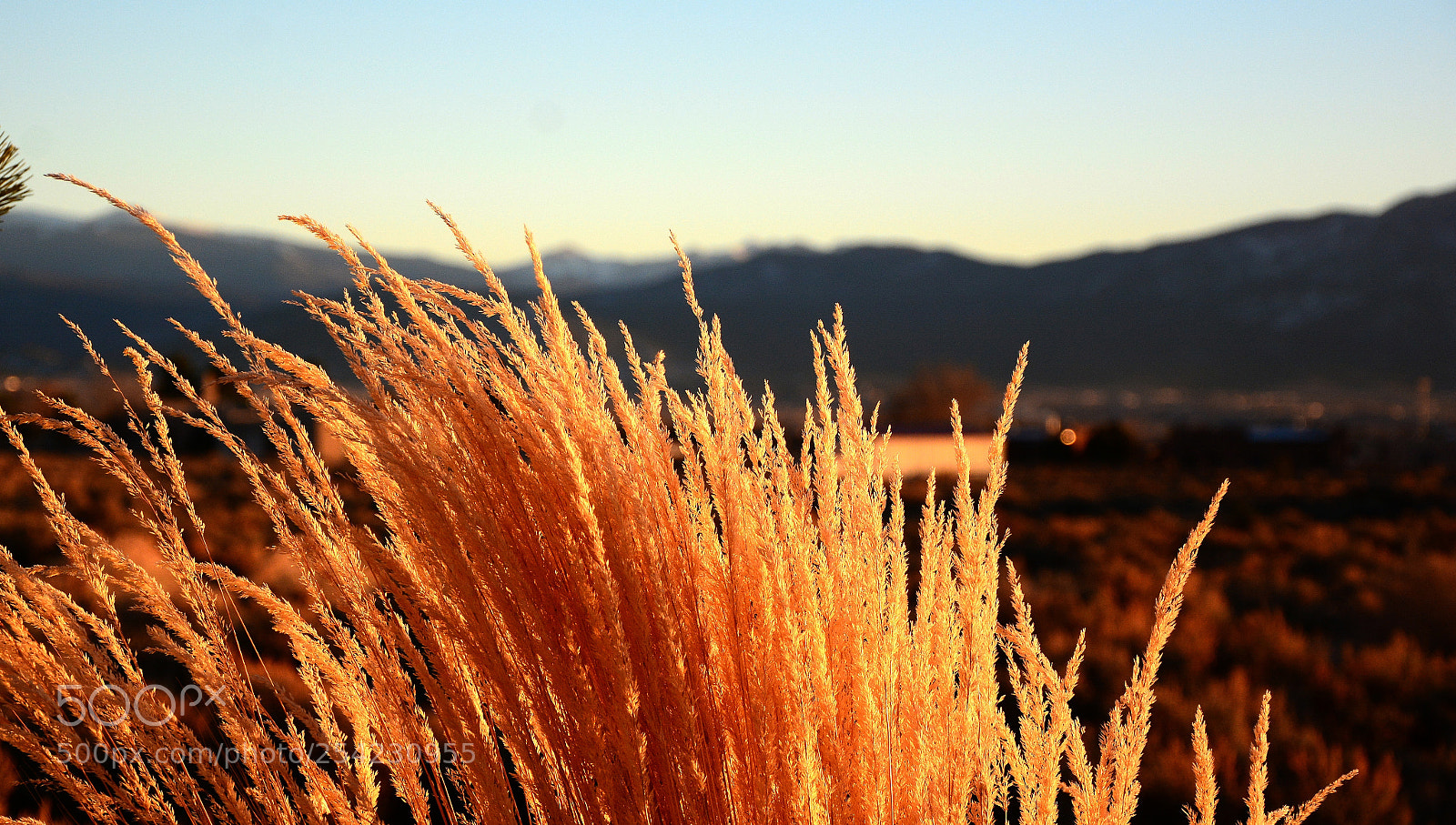 Nikon D7100 sample photo. Wildgrasses photography