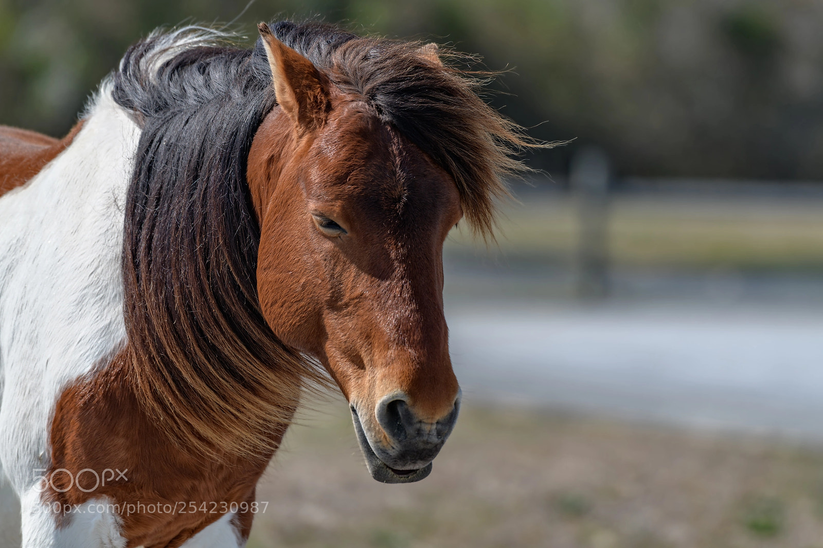 Nikon D850 sample photo. Portrait of horse on photography