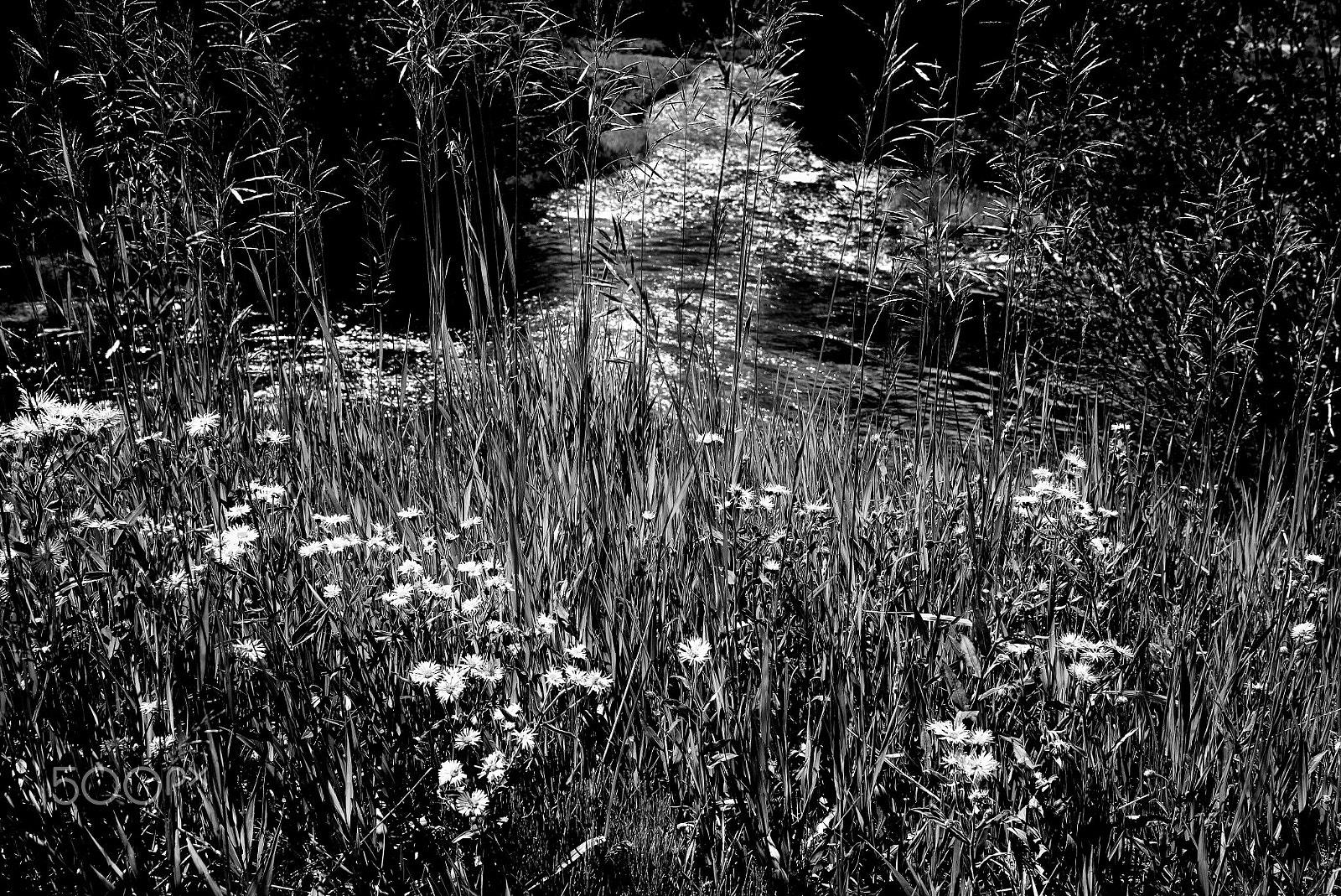 Minolta AF 24-85mm F3.5-4.5 [New] sample photo. Valvidal flowers photography