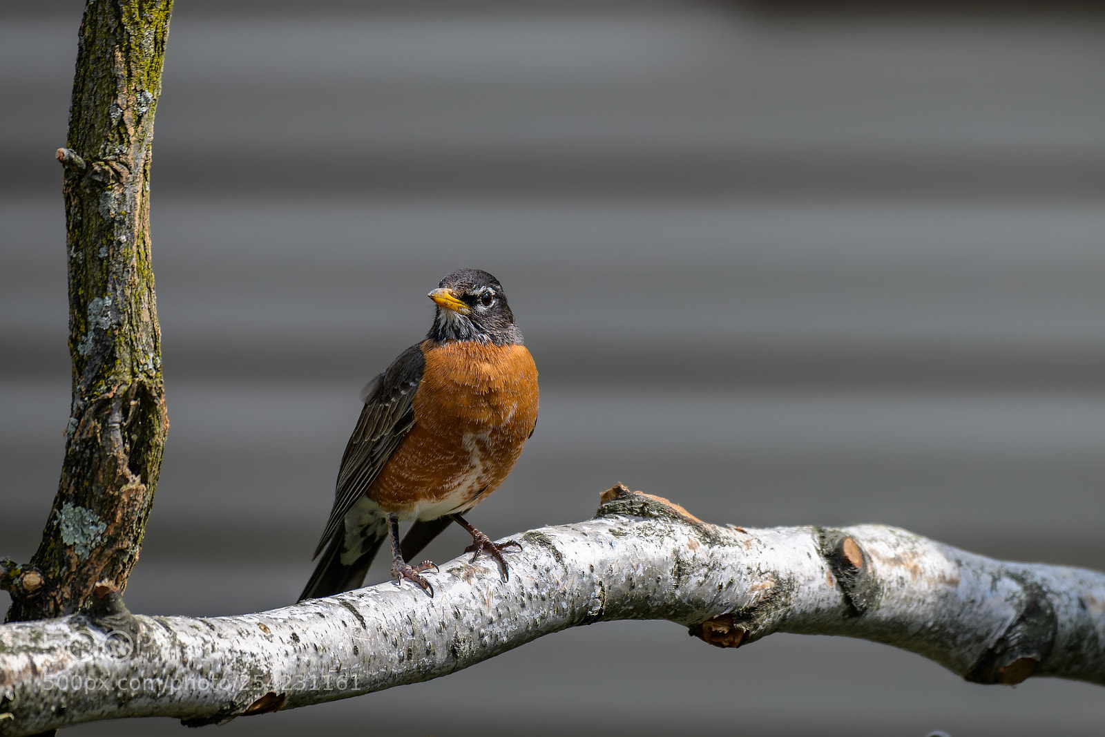 Nikon D850 sample photo. An american robin turdus photography